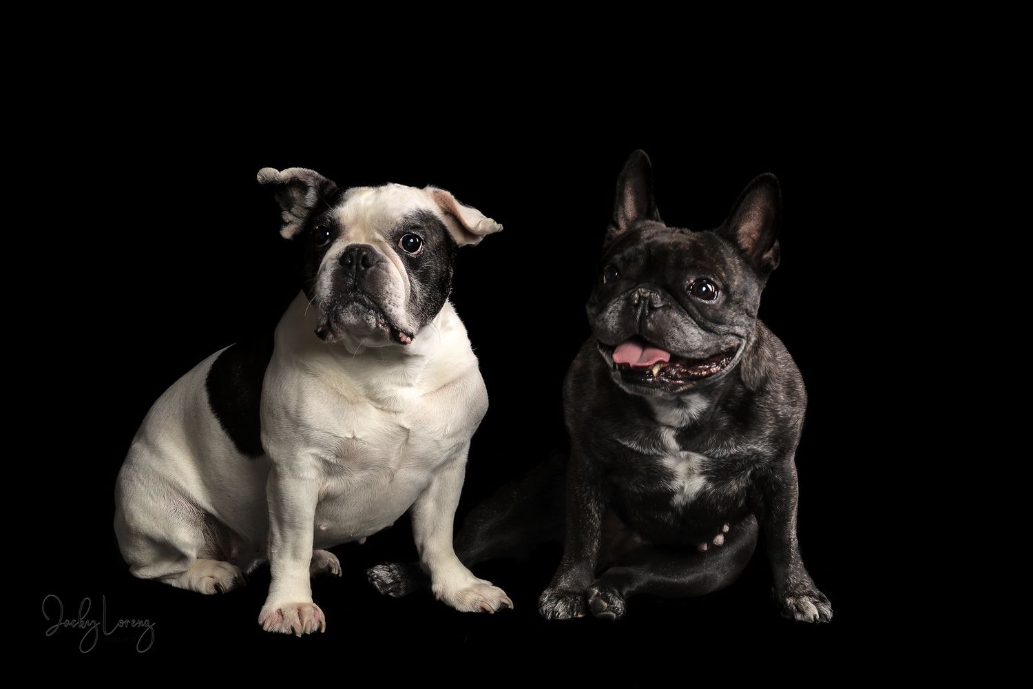 Französische Bulldogge, Hundeshooting, Hundefotografie Jacky Lorenz, Plaidt, Koblenz, Neuwied, Westerwald und Umgebung