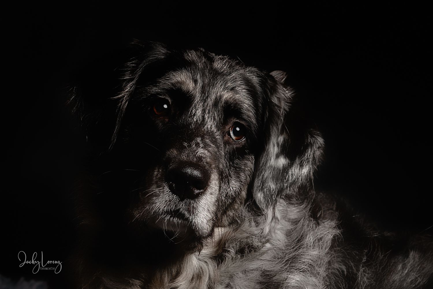 Hundeshooting, Hundefotografie Jacky Lorenz, Plaidt, Koblenz, Neuwied, Westerwald und Umgebung
