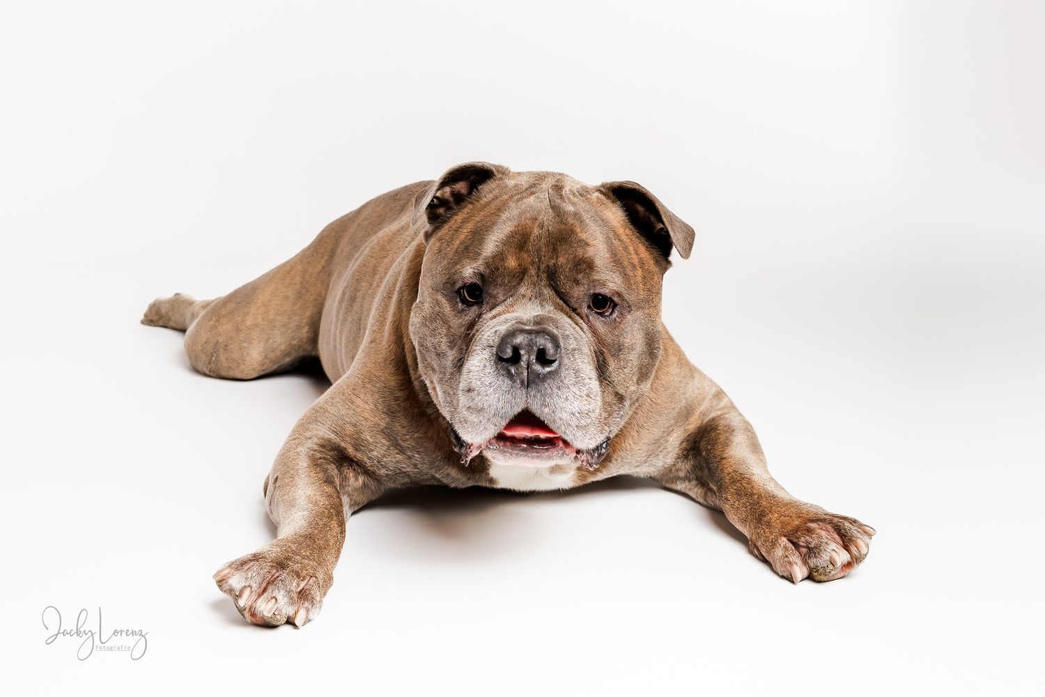 Bullmastiff, Mischling, Hundeshooting, Hundefotografie Jacky Lorenz, Plaidt, Koblenz, Neuwied, Westerwald und Umgebung
