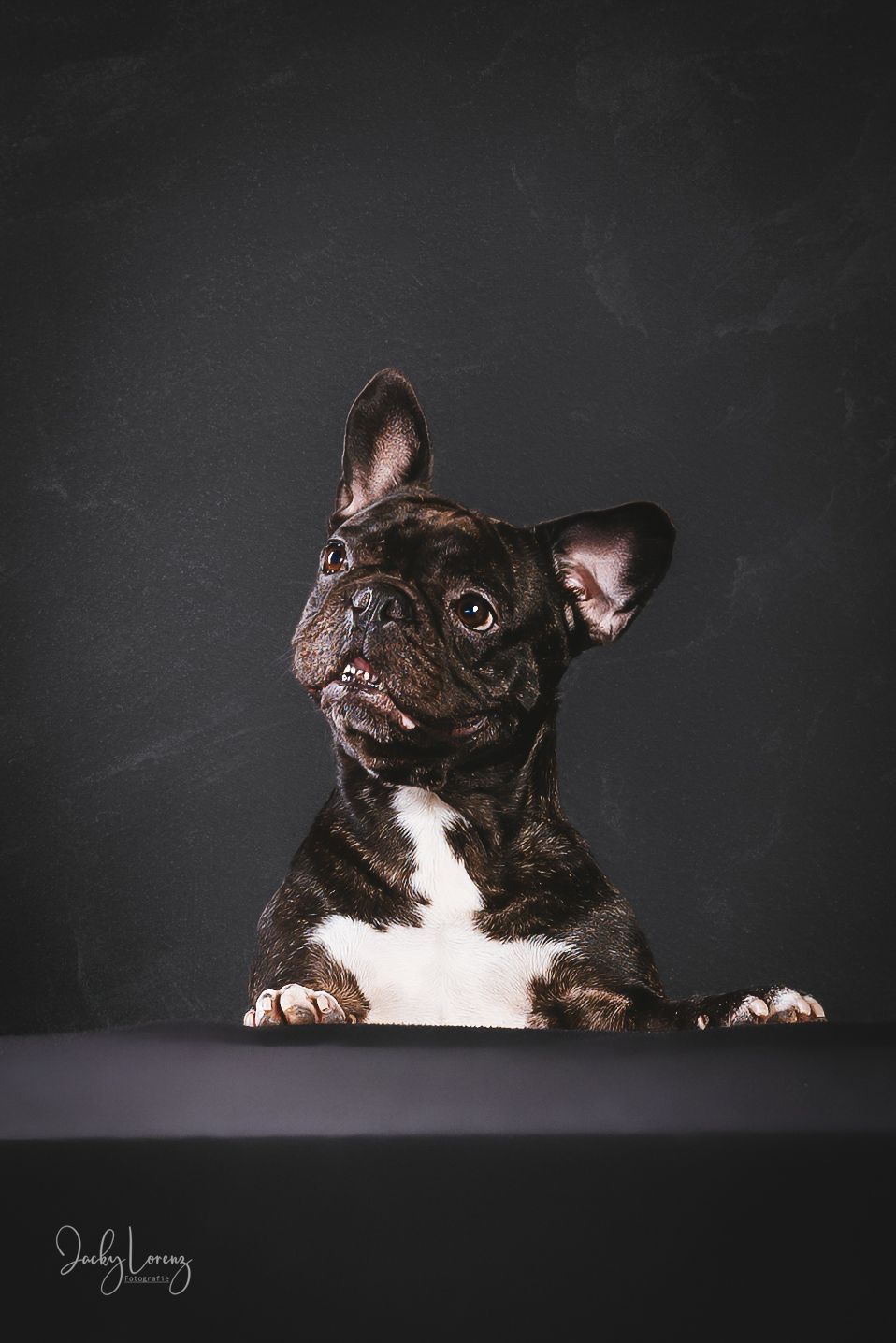 Französische Bulldogge, Hundeshooting, Hundefotografie Jacky Lorenz Fotografie, Plaidt, Koblenz und Umgebung