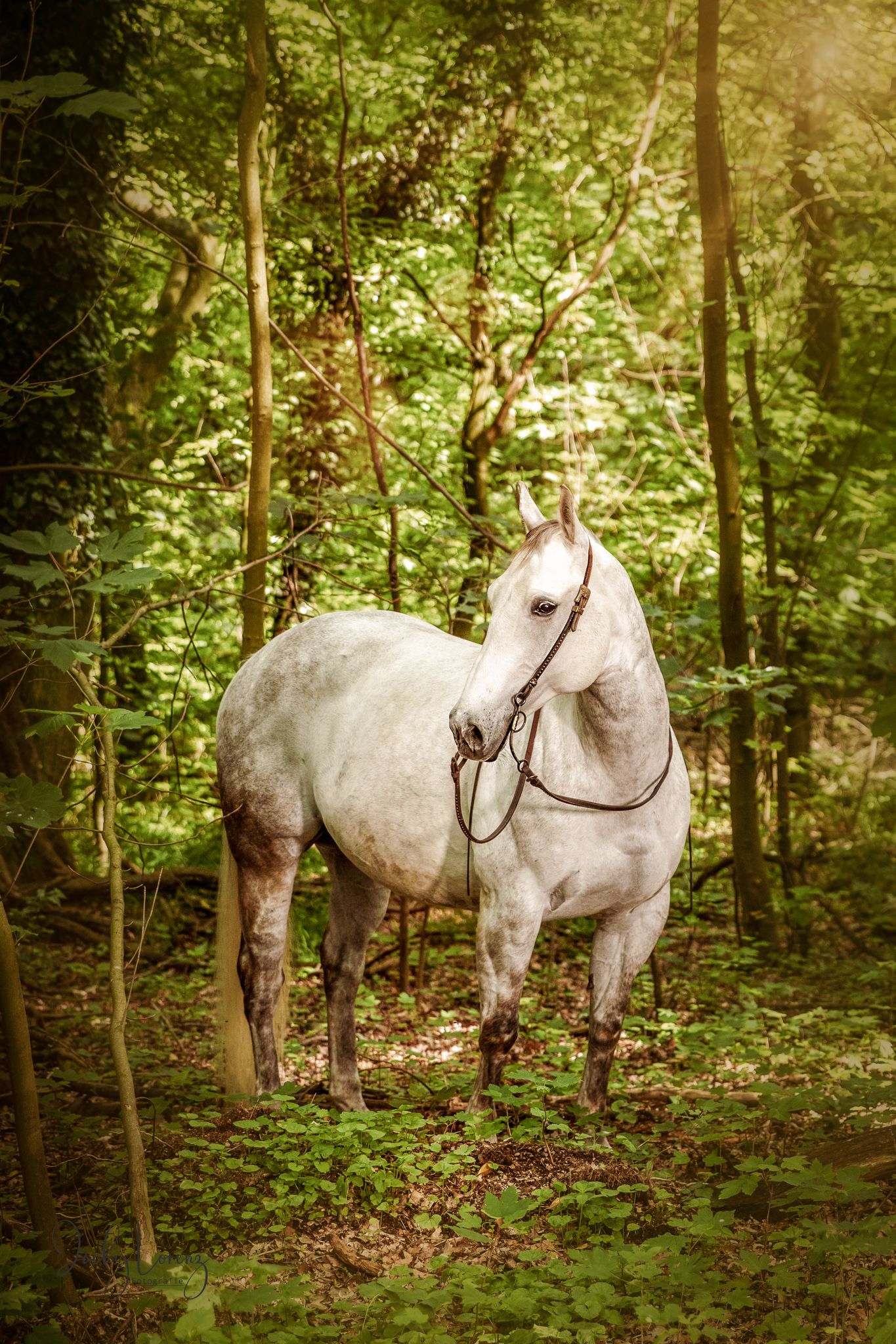 Pferdeshooting, Pferdefotografie Jacky Lorenz Fotografie, Plaidt, Koblenz, Neuwied, Westerwald und Umgebung