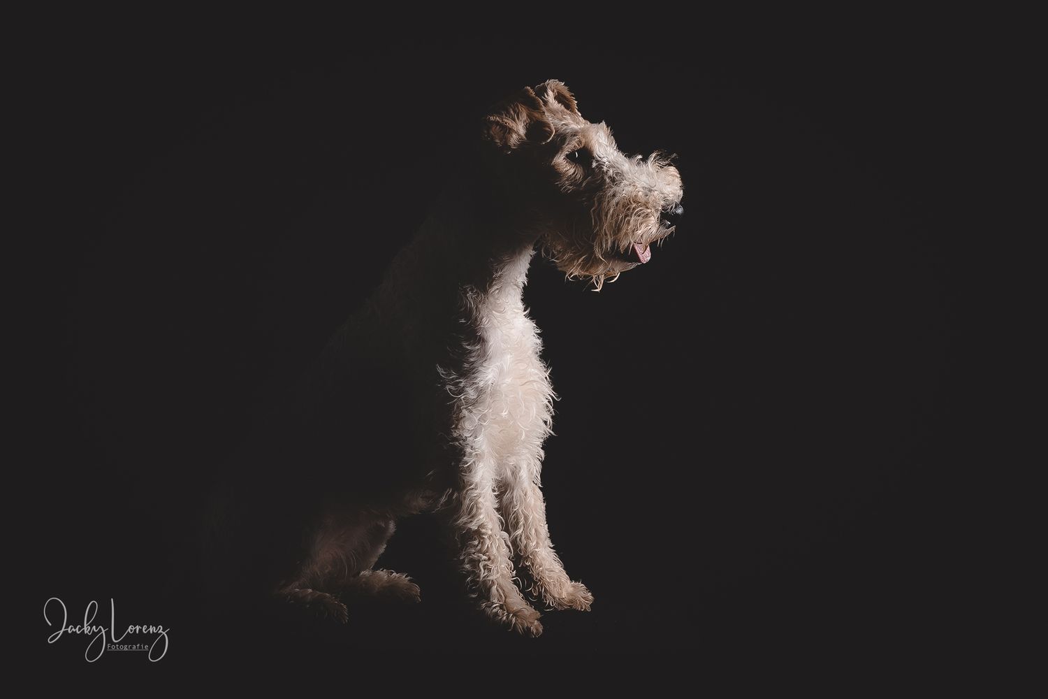 Fox Terrier, Hundeshooting, Hundefotografie Jacky Lorenz, Plaidt, Koblenz, Neuwied, Westerwald und Umgebung