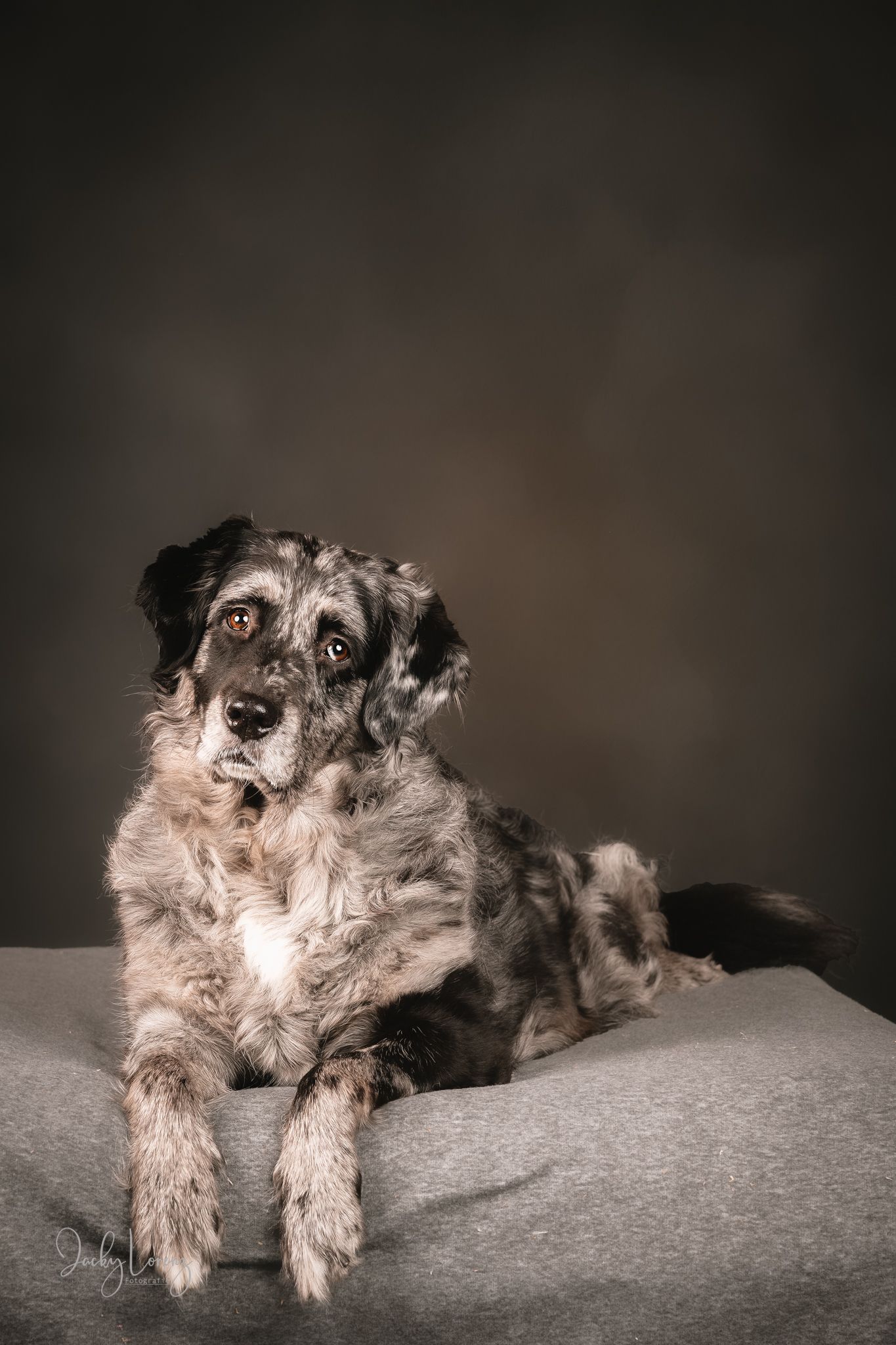 Hundeshooting, Hundefotografie Jacky Lorenz, Plaidt, Koblenz, Neuwied, Westerwald und Umgebung