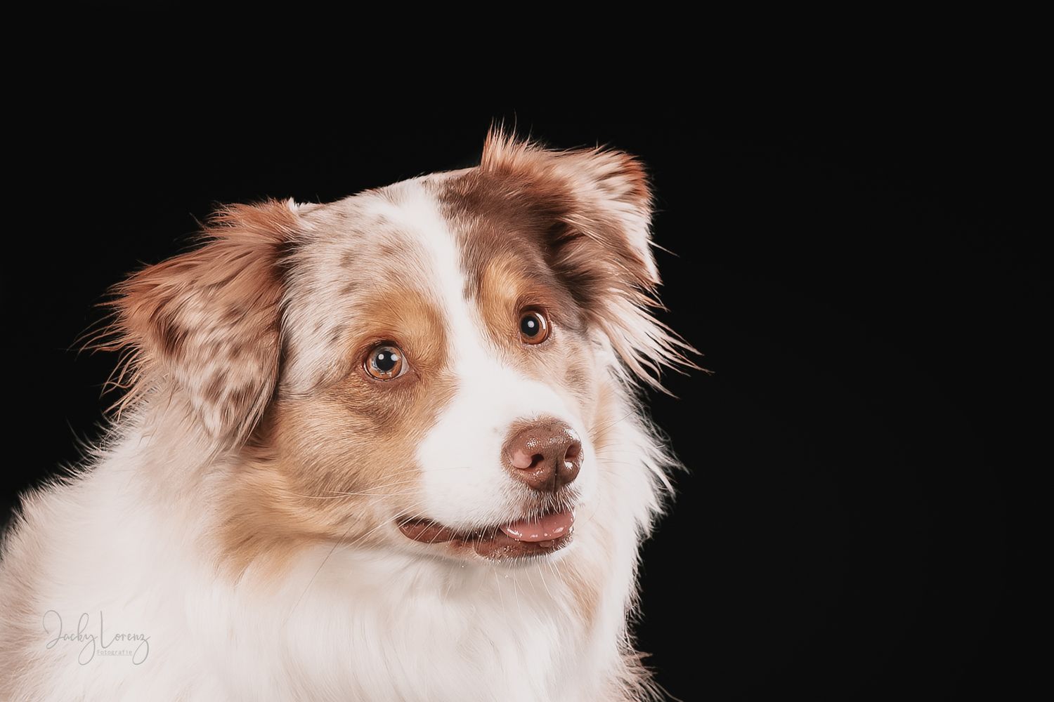 Australian Shepherd Portrait, Hundefotografie Jacky Lorenz Fotografie, Plaidt, Koblenz und Umgebung
