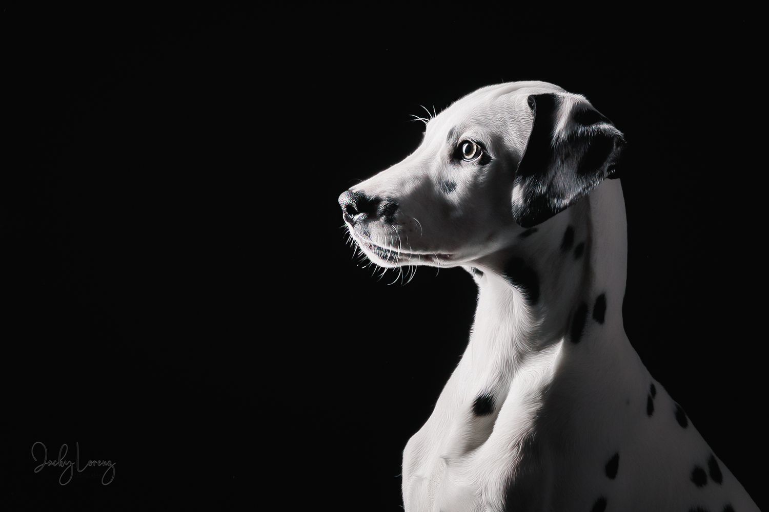 Dalmatiner, Hundeshooting, Hundefotografie Jacky Lorenz, Plaidt, Koblenz, Neuwied, Westerwald und Umgebung