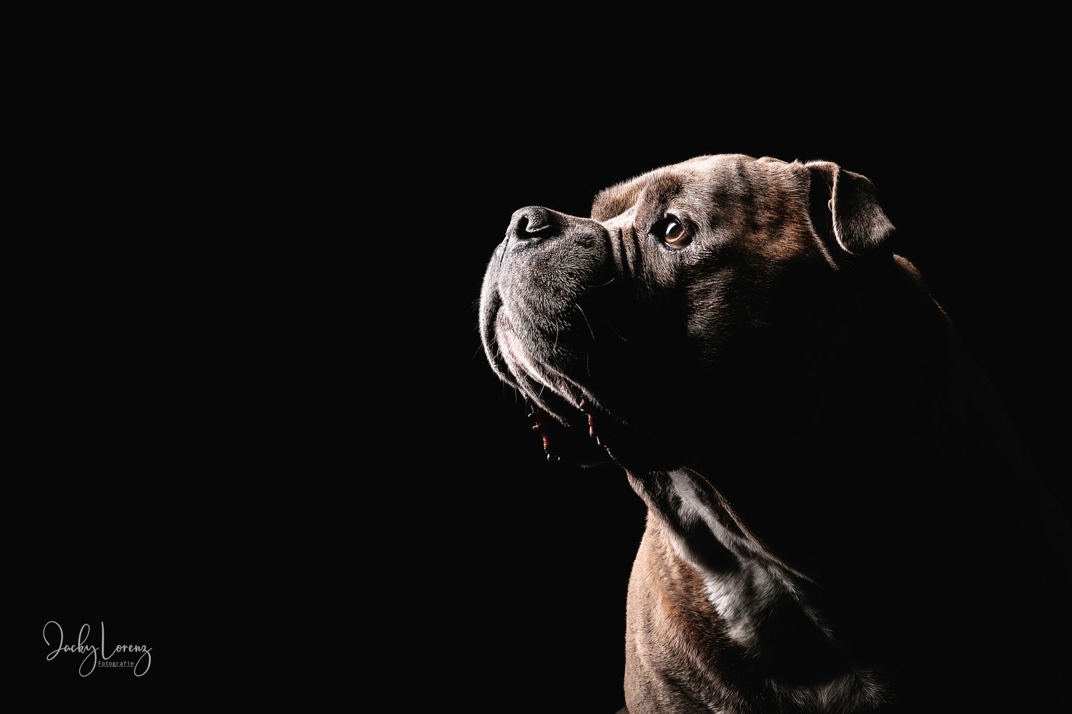 Bullmastiff, Mischling, Hundeshooting, Hundefotografie Jacky Lorenz, Plaidt, Koblenz, Neuwied, Westerwald und Umgebung
