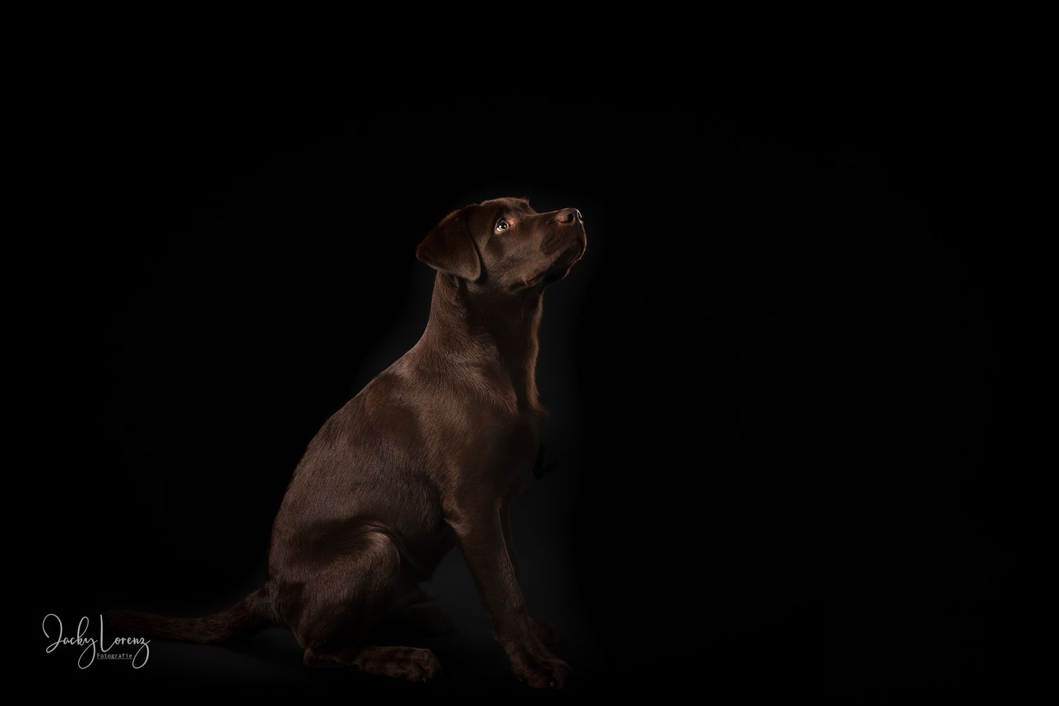 Chocolate Labrador,  Hundeshooting, Hundefotografie Jacky Lorenz Fotografie, Plaidt, Koblenz und Umgebung