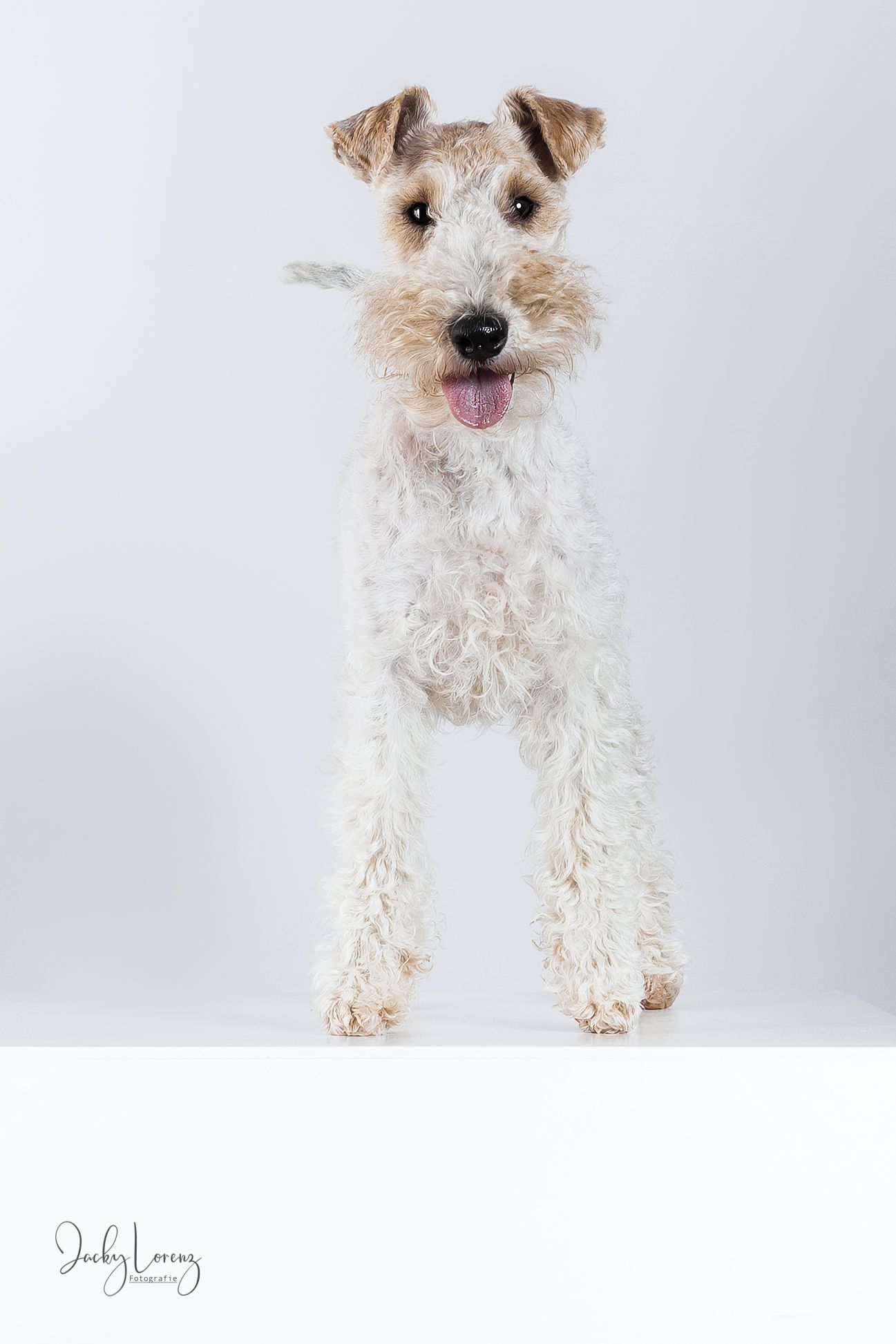 Fox Terrier, Hundeshooting, Hundefotografie Jacky Lorenz, Plaidt, Koblenz, Neuwied, Westerwald und Umgebung