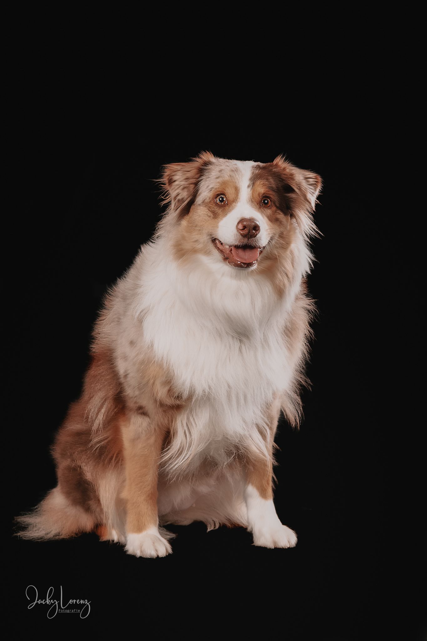 Australian Shepherd Portrait, Hundefotografie Jacky Lorenz Fotografie, Plaidt, Koblenz und Umgebung
