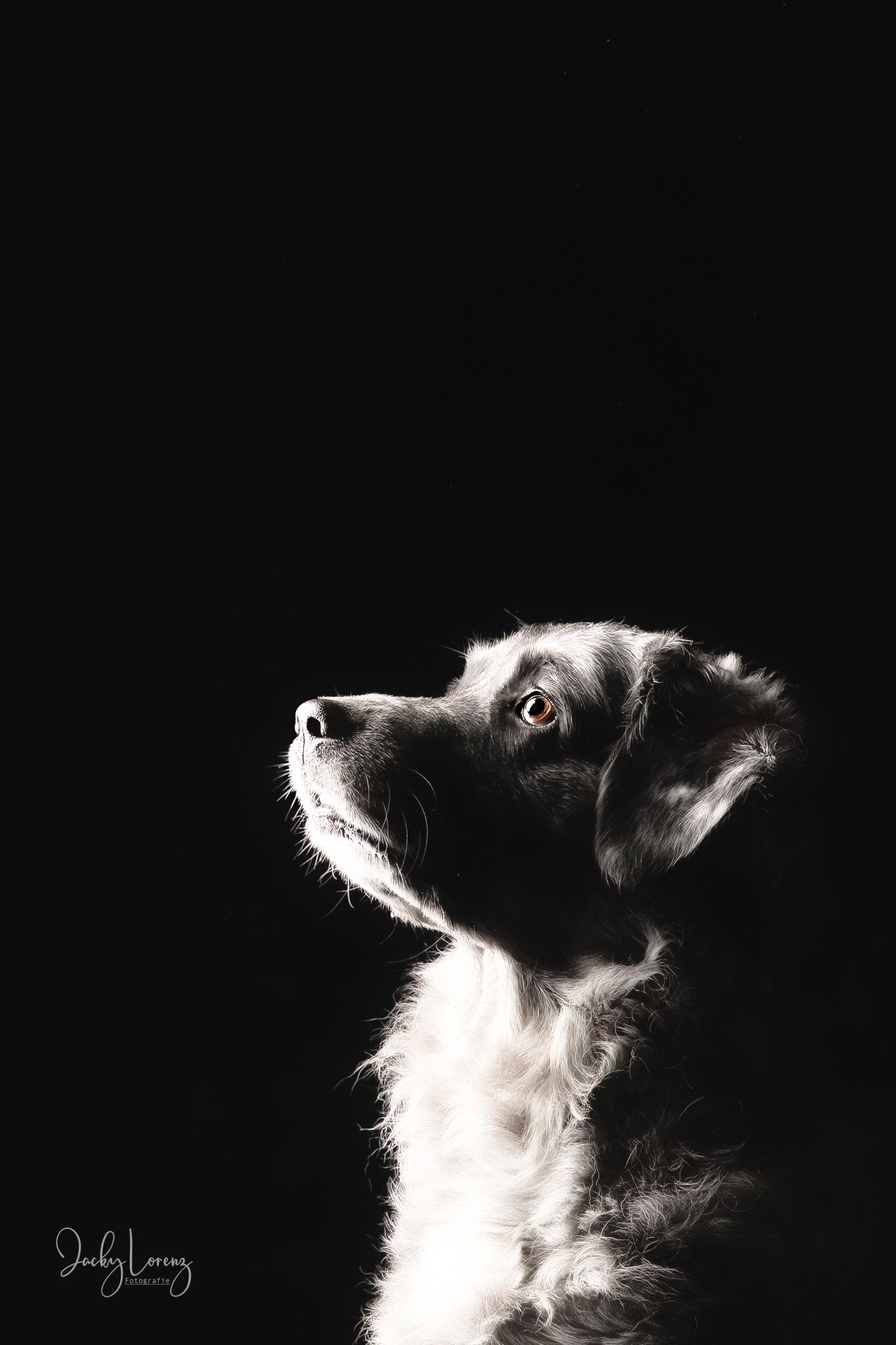 Hundeshooting, Hundefotografie Jacky Lorenz, Plaidt, Koblenz, Neuwied, Westerwald und Umgebung