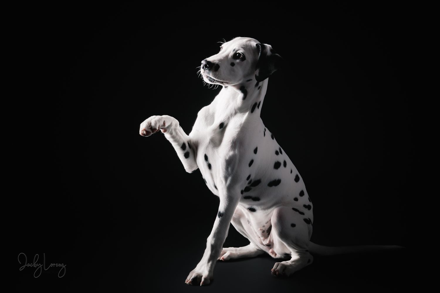 Dalmatiner, Hundeshooting, Hundefotografie Jacky Lorenz, Plaidt, Koblenz, Neuwied, Westerwald und Umgebung