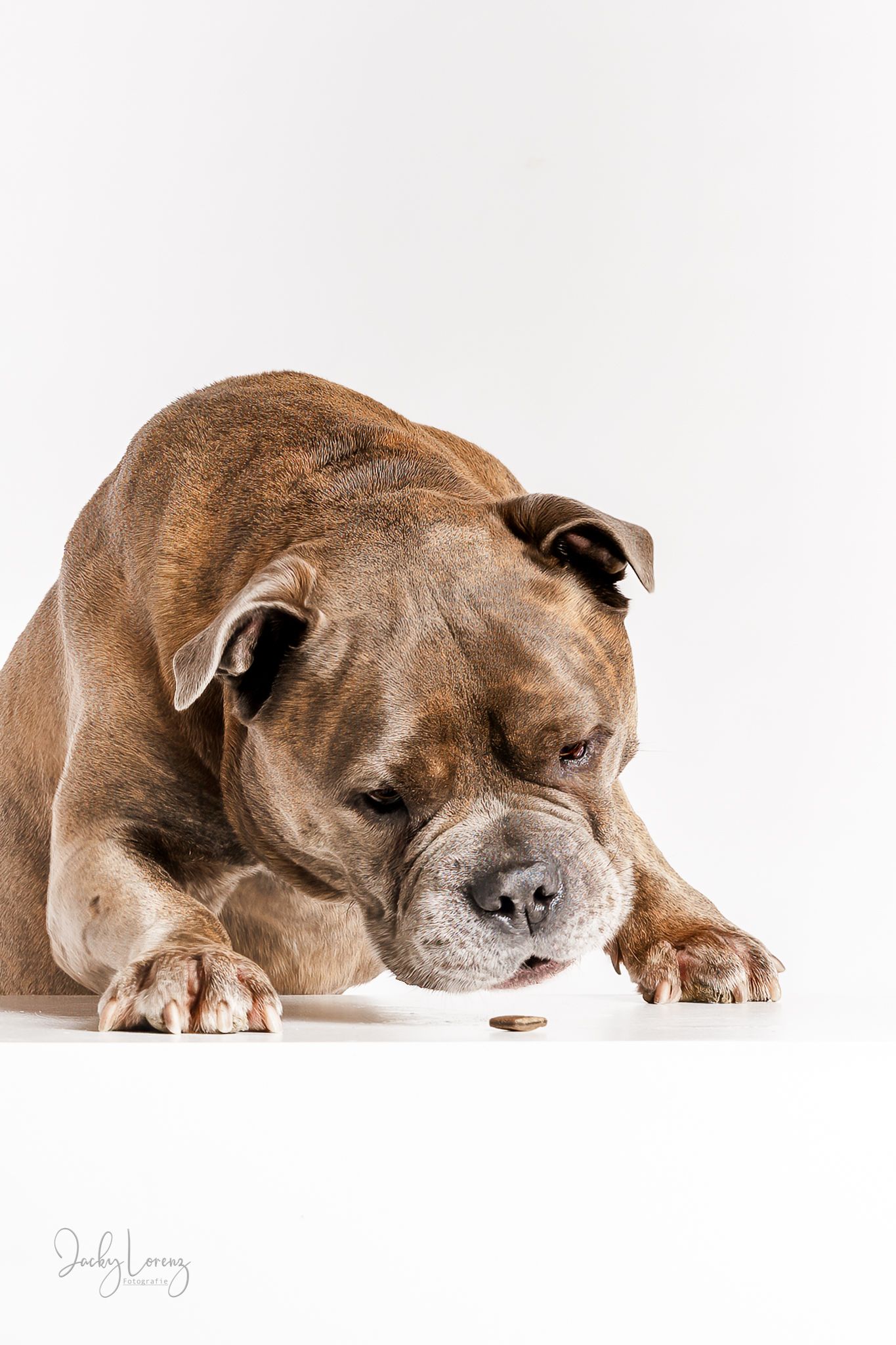 Bullmastiff, Mischling, Hundeshooting, Hundefotografie Jacky Lorenz, Plaidt, Koblenz, Neuwied, Westerwald und Umgebung