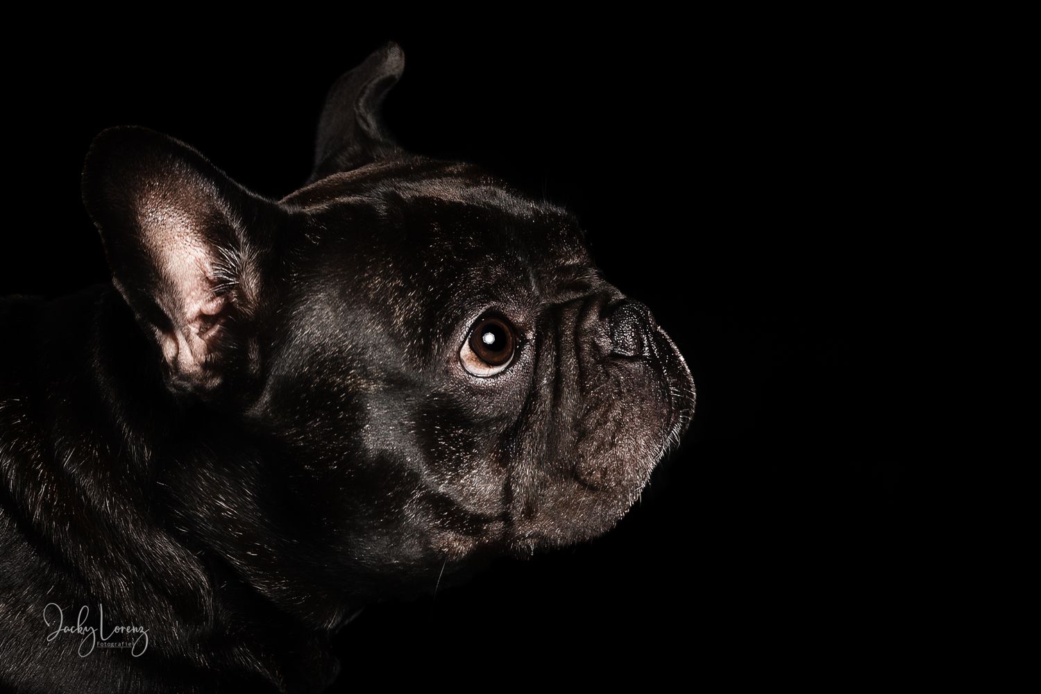 Französische Bulldogge, Hundeshooting, Hundefotografie Jacky Lorenz Fotografie, Plaidt, Koblenz und Umgebung