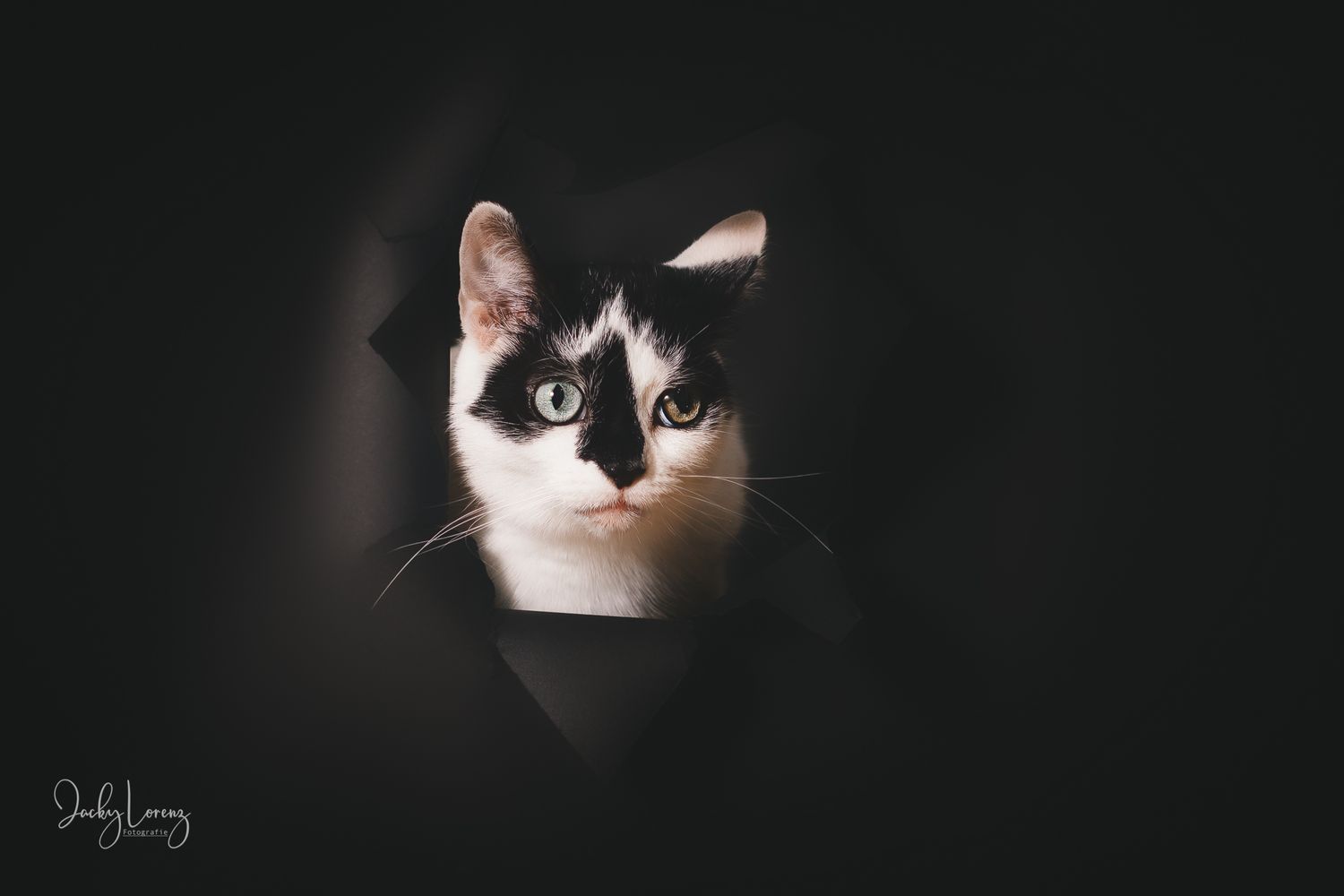 Katzenshooting, Katzenfotografie Jacky Lorenz, Plaidt, Koblenz, Neuwied, Westerwald und Umgebung