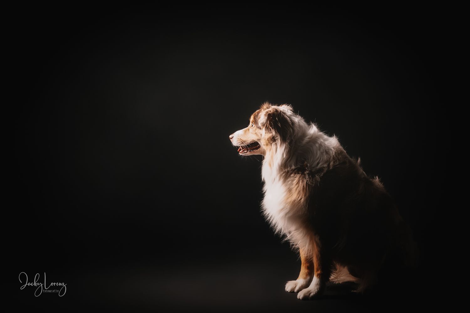 Australian Shepherd Portrait, Hundefotografie Jacky Lorenz Fotografie, Plaidt, Koblenz und Umgebung