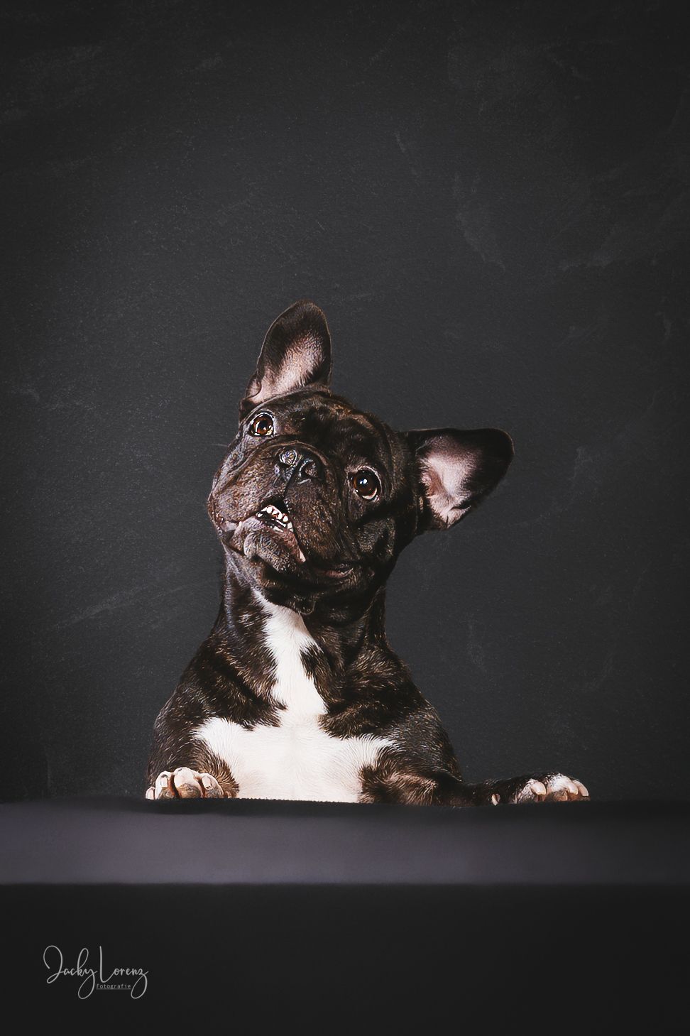 Französische Bulldogge, Hundeshooting, Hundefotografie Jacky Lorenz Fotografie, Plaidt, Koblenz und Umgebung