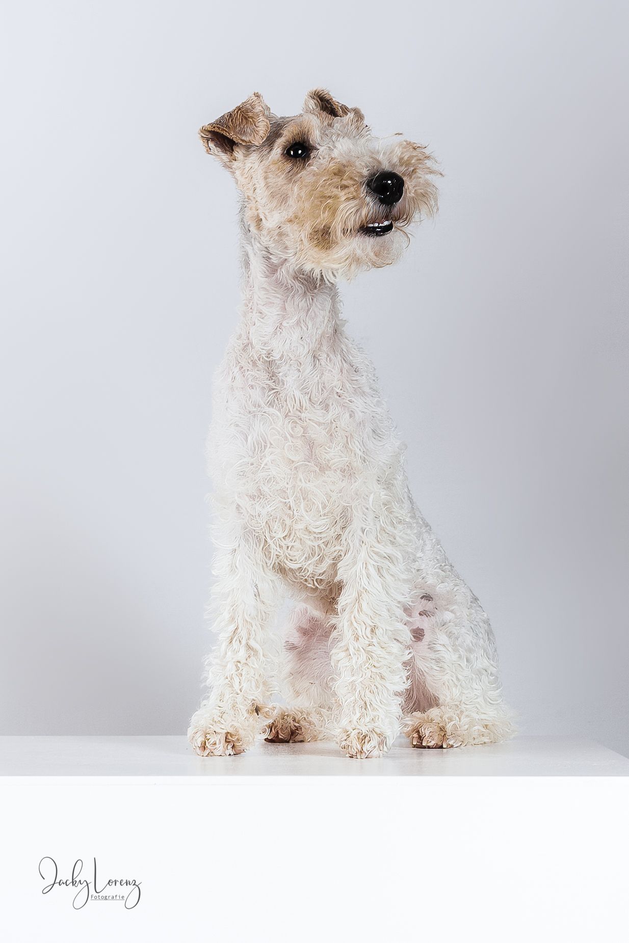 Fox Terrier, Hundeshooting, Hundefotografie Jacky Lorenz, Plaidt, Koblenz, Neuwied, Westerwald und Umgebung