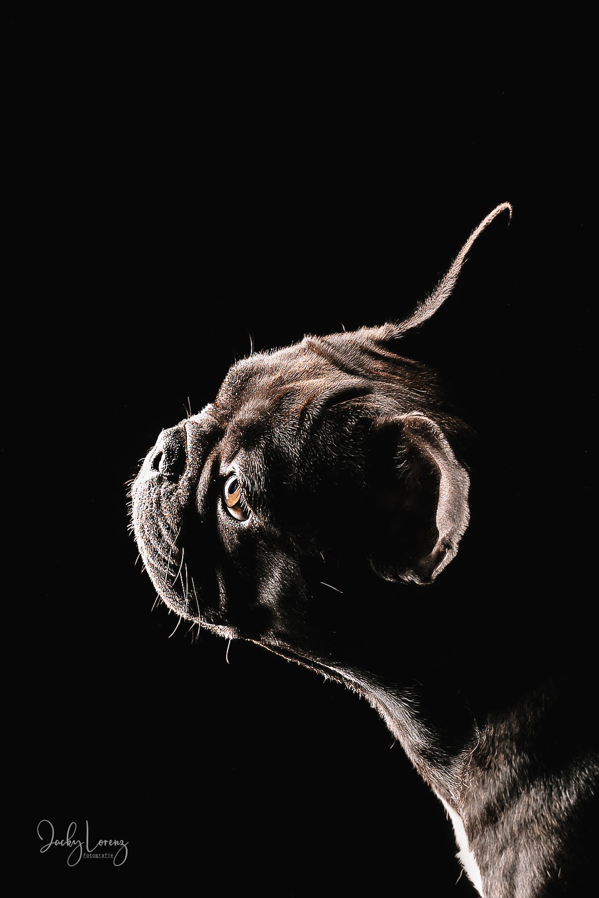 Französische Bulldogge, Hundeshooting, Hundefotografie Jacky Lorenz Fotografie, Plaidt, Koblenz und Umgebung