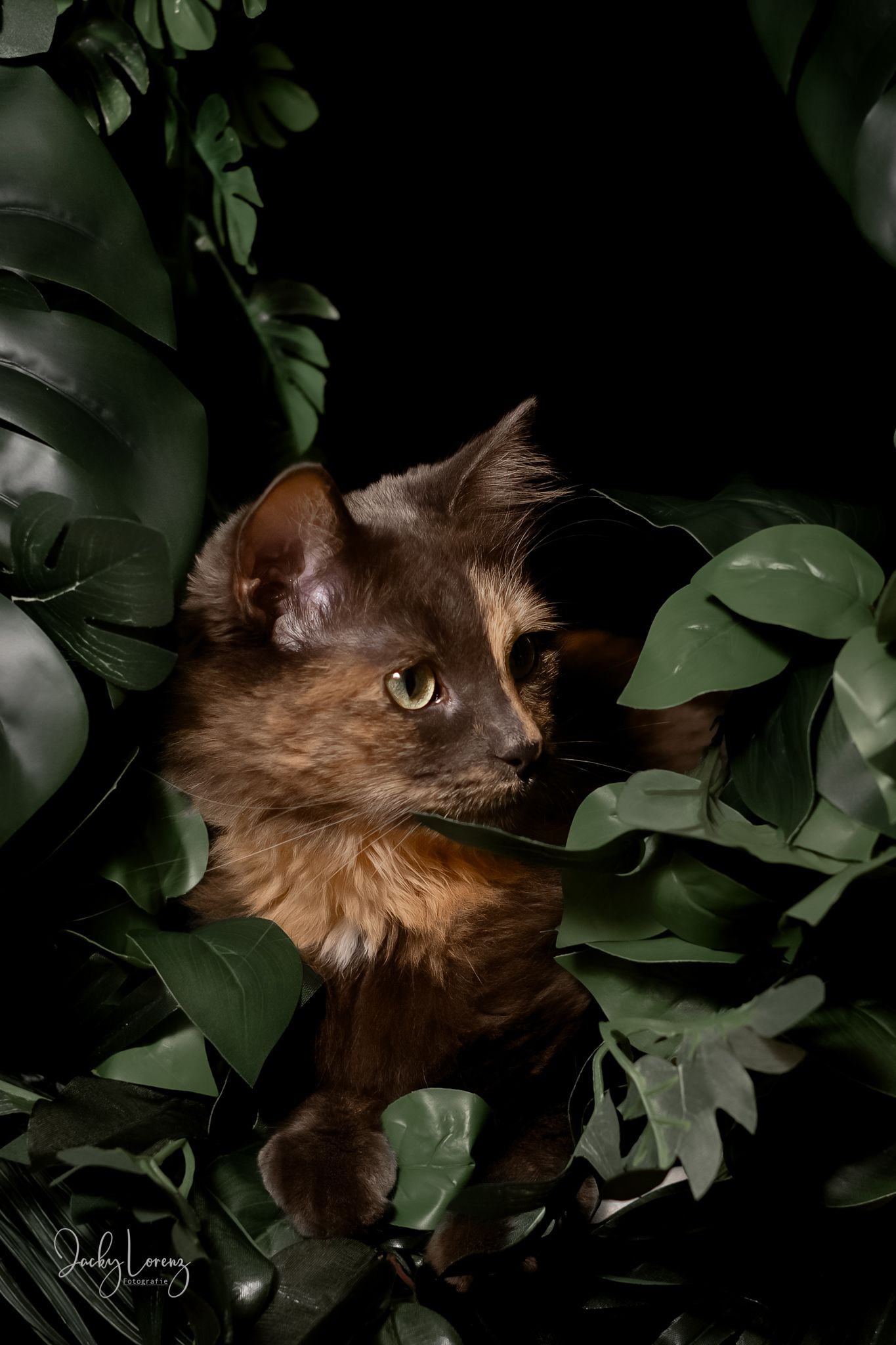 Katzenshooting, Katzenfotografie Jacky Lorenz, Plaidt, Koblenz, Neuwied, Westerwald und Umgebung