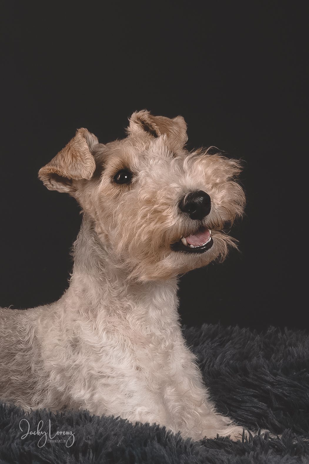 Fox Terrier, Hundeshooting, Hundefotografie Jacky Lorenz, Plaidt, Koblenz, Neuwied, Westerwald und Umgebung