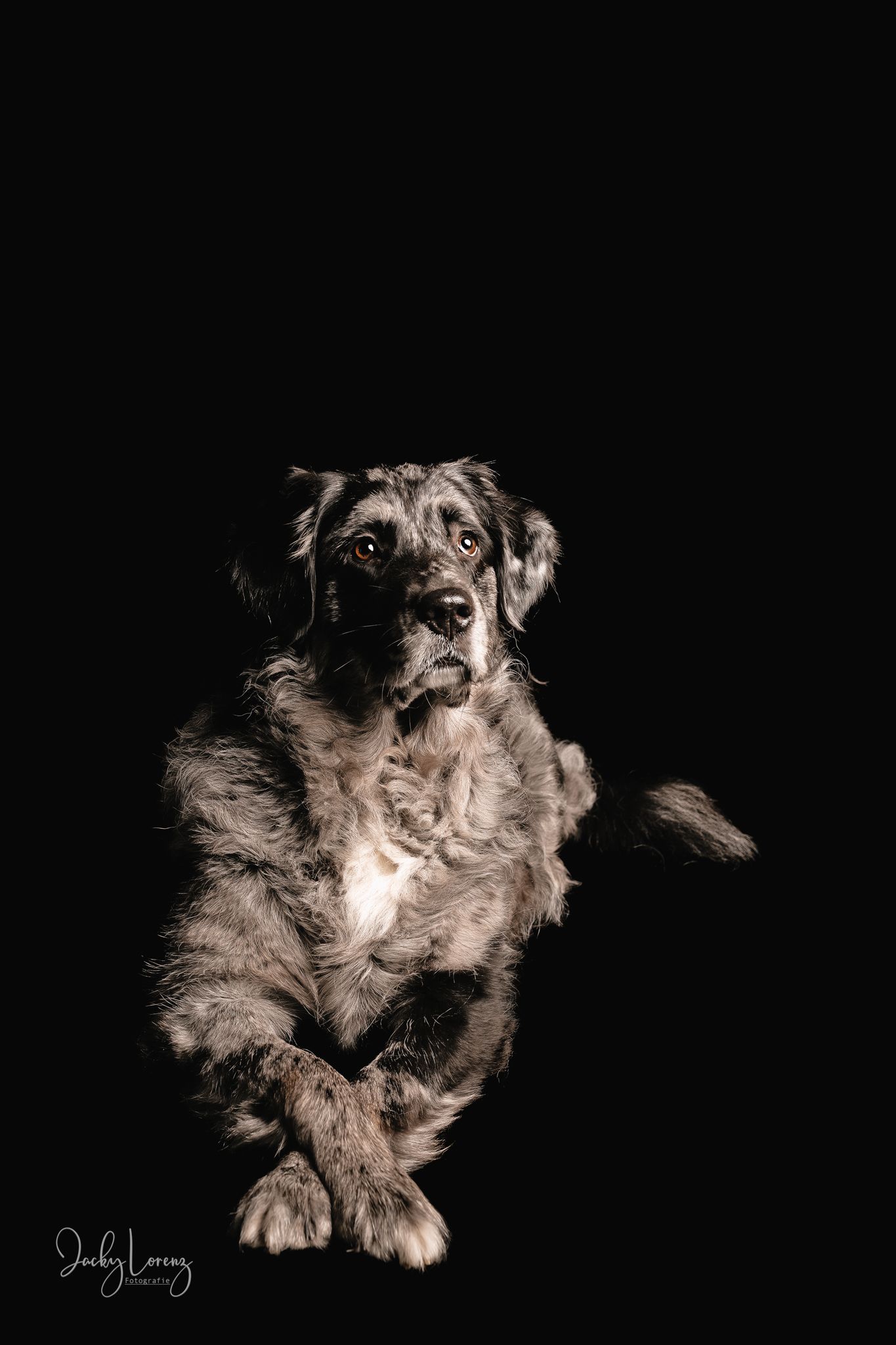 Hundeshooting, Hundefotografie Jacky Lorenz, Plaidt, Koblenz, Neuwied, Westerwald und Umgebung