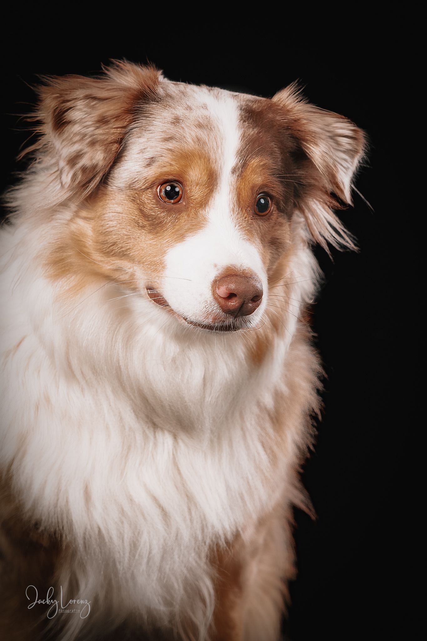 Australian Shepherd Portrait, Hundefotografie Jacky Lorenz Fotografie, Plaidt, Koblenz und Umgebung
