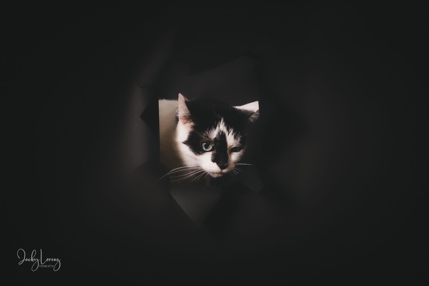 Katzenshooting, Katzenfotografie Jacky Lorenz, Plaidt, Koblenz, Neuwied, Westerwald und Umgebung