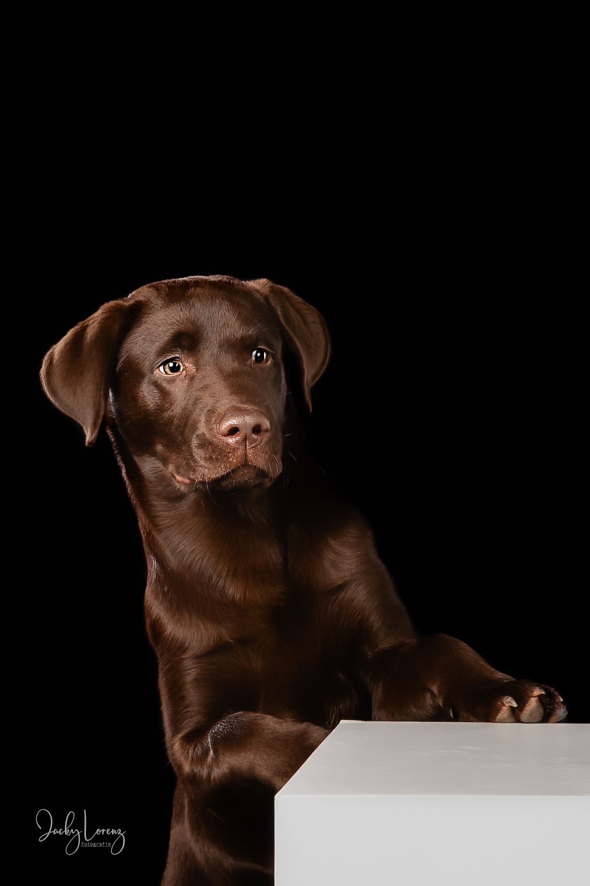 Chocolate Labrador,  Hundeshooting, Hundefotografie Jacky Lorenz Fotografie, Plaidt, Koblenz und Umgebung