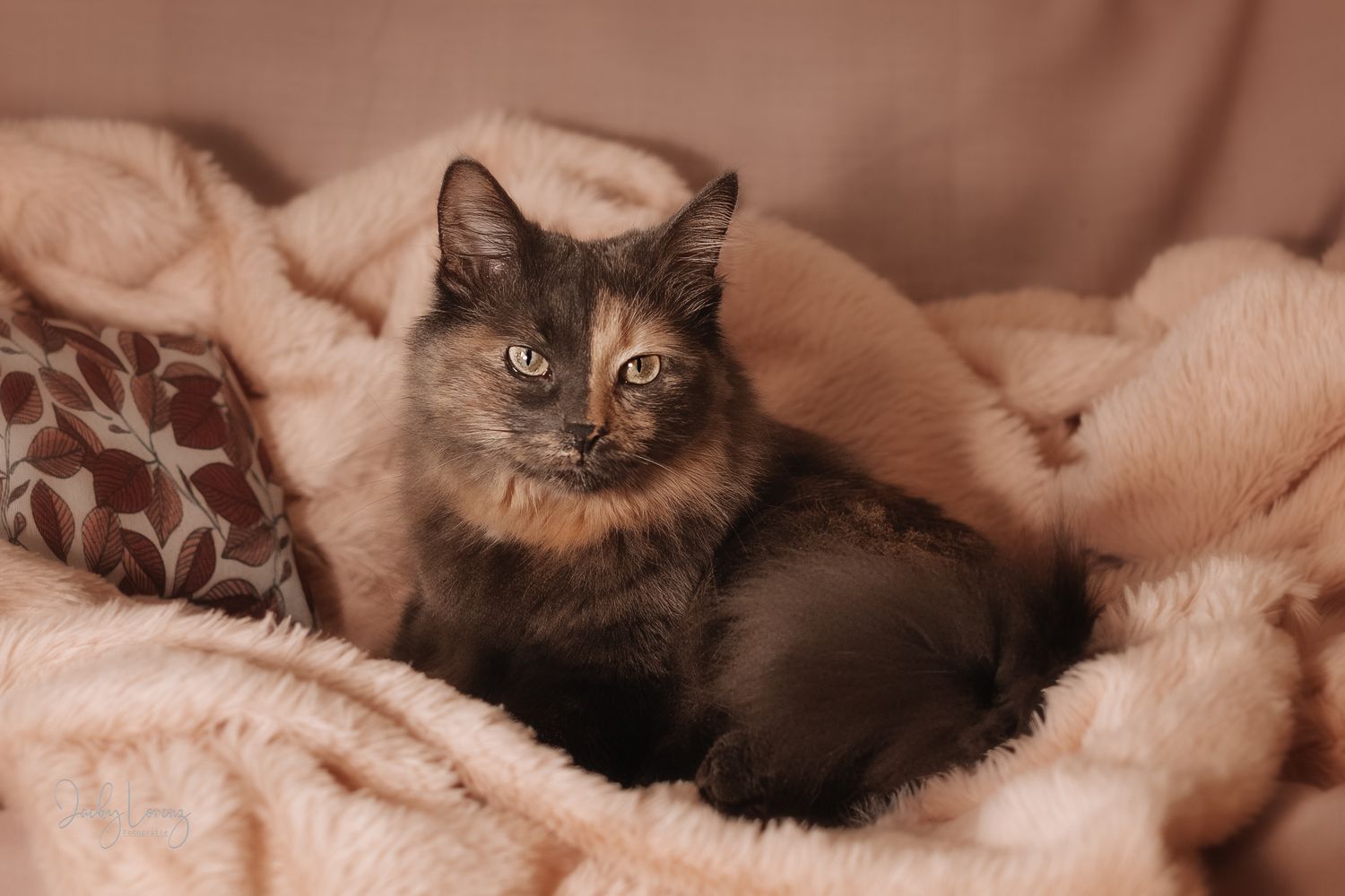 Katzenshooting, Katzenfotografie Jacky Lorenz, Plaidt, Koblenz, Neuwied, Westerwald und Umgebung