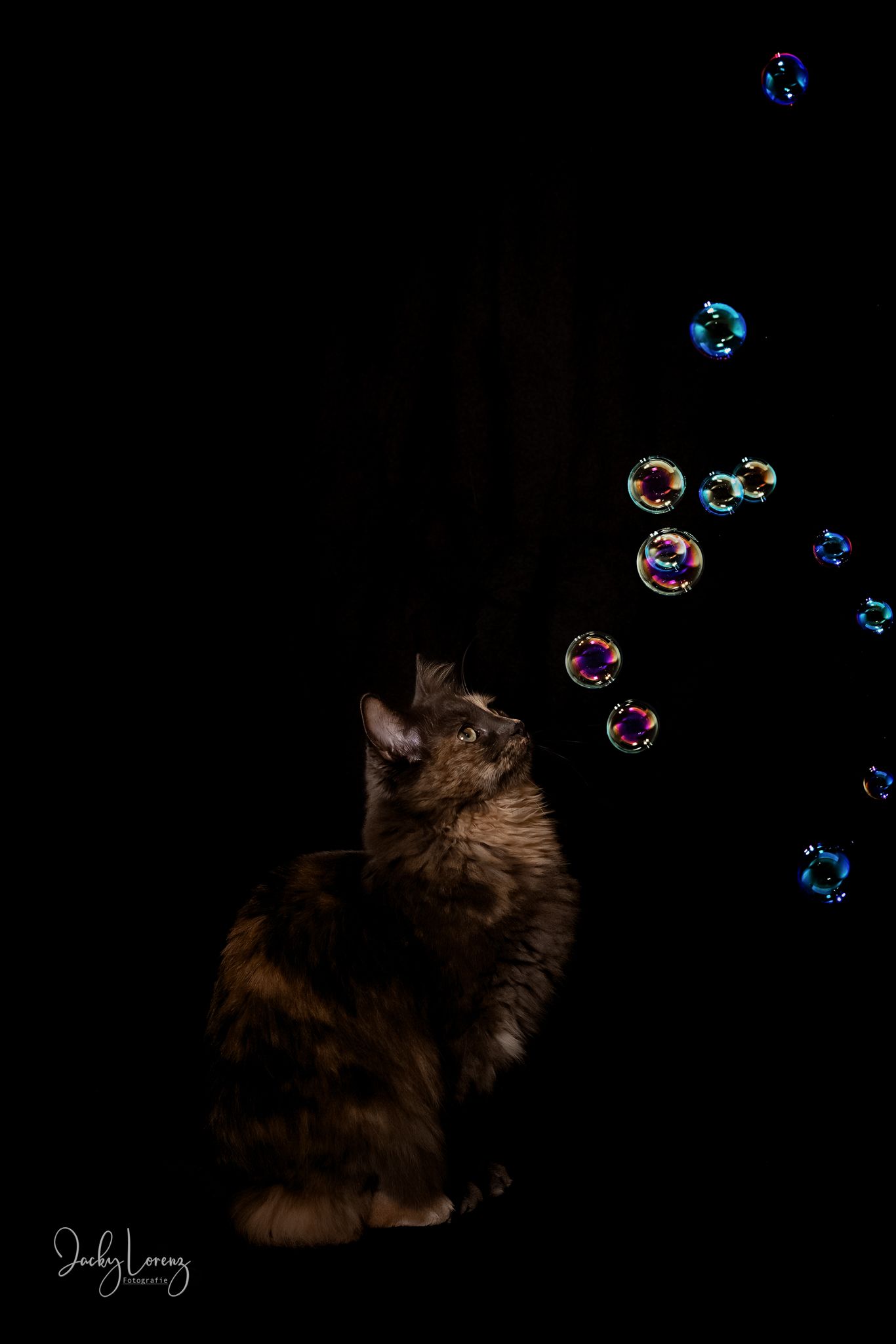 Katzenshooting, Katzenfotografie Jacky Lorenz, Plaidt, Koblenz, Neuwied, Westerwald und Umgebung