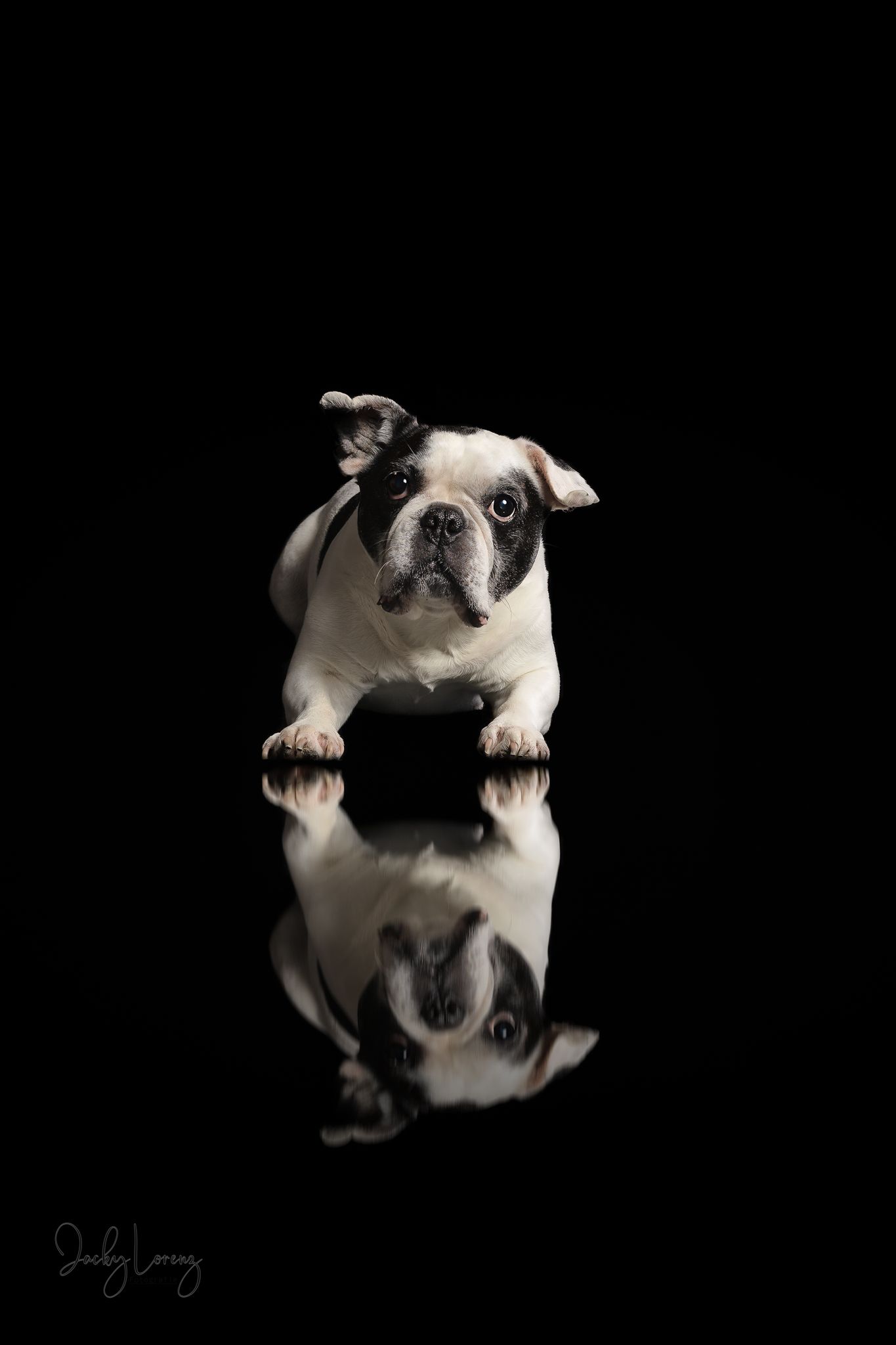 Französische Bulldogge, Hundeshooting, Hundefotografie Jacky Lorenz, Plaidt, Koblenz, Neuwied, Westerwald und Umgebung