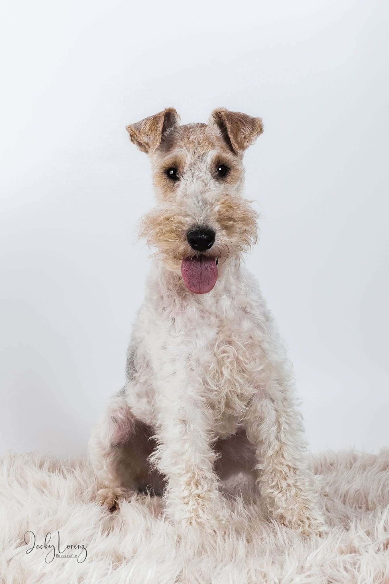 Fox Terrier, Hundeshooting, Hundefotografie Jacky Lorenz, Plaidt, Koblenz, Neuwied, Westerwald und Umgebung