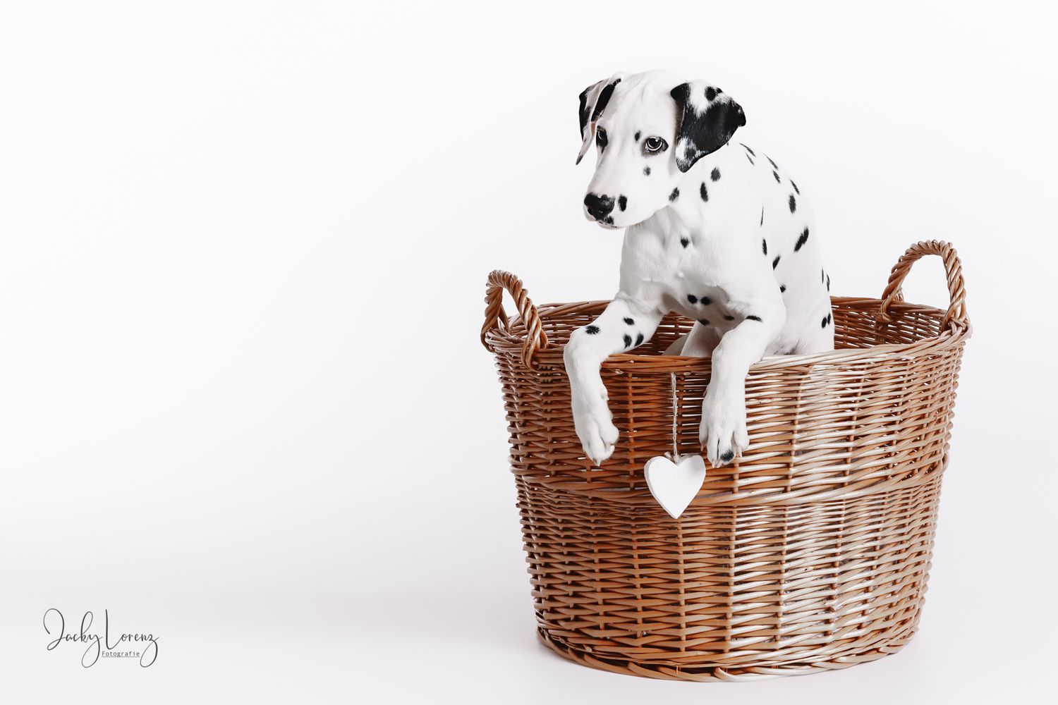 Dalmatiner, Hundeshooting, Hundefotografie Jacky Lorenz, Plaidt, Koblenz, Neuwied, Westerwald und Umgebung