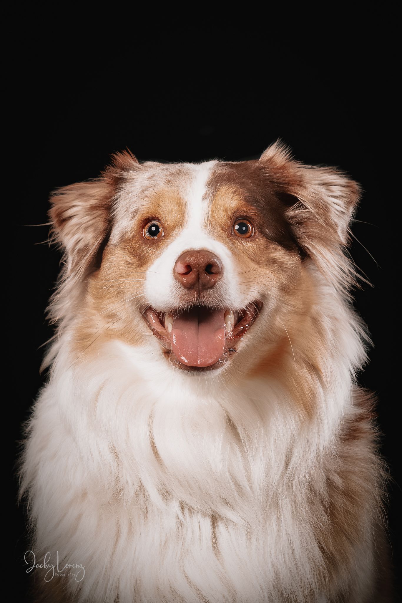 Australian Shepherd Portrait, Hundefotografie Jacky Lorenz Fotografie, Plaidt, Koblenz und Umgebung