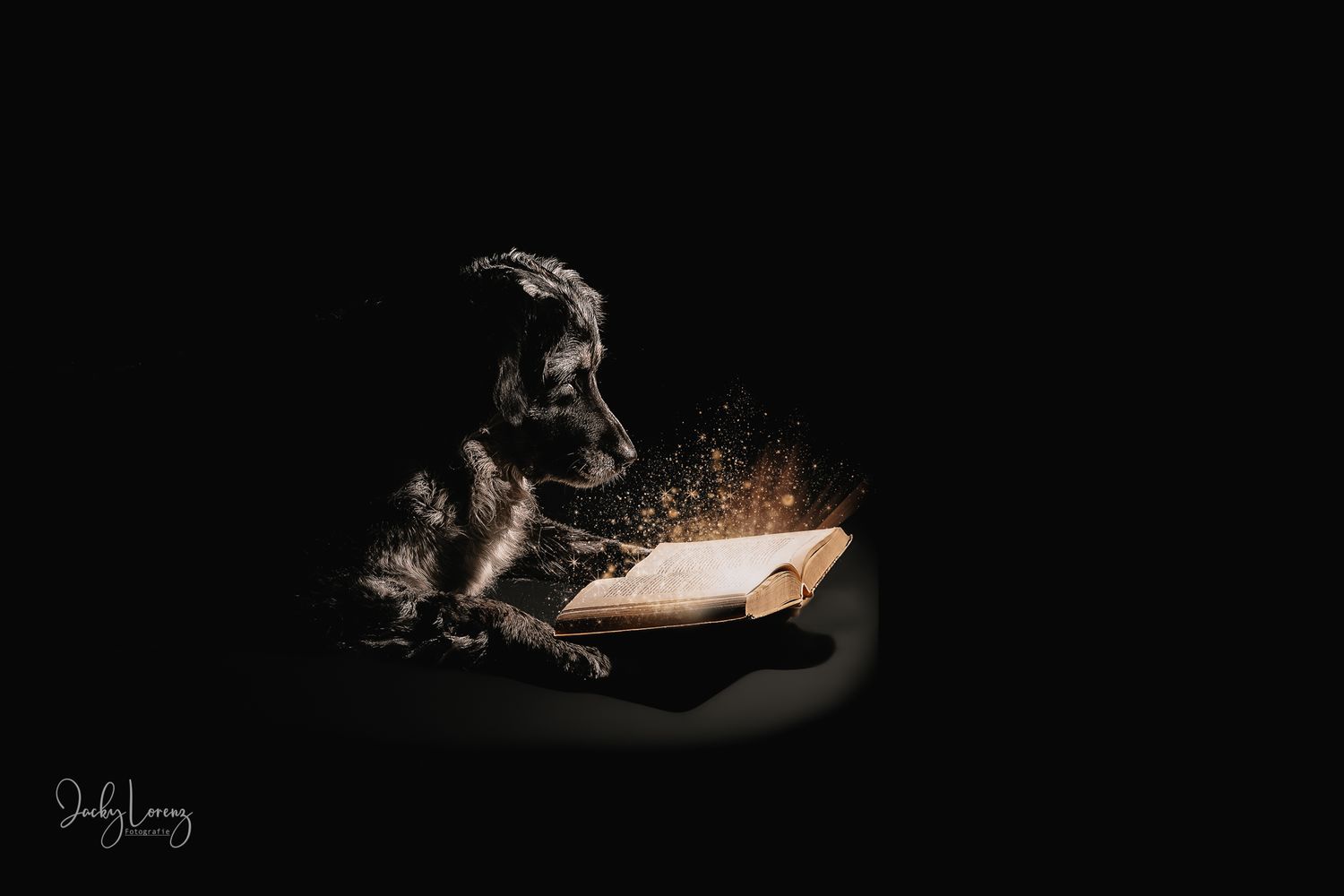 Hundeshooting, Hundefotografie Jacky Lorenz, Plaidt, Koblenz, Neuwied, Westerwald und Umgebung