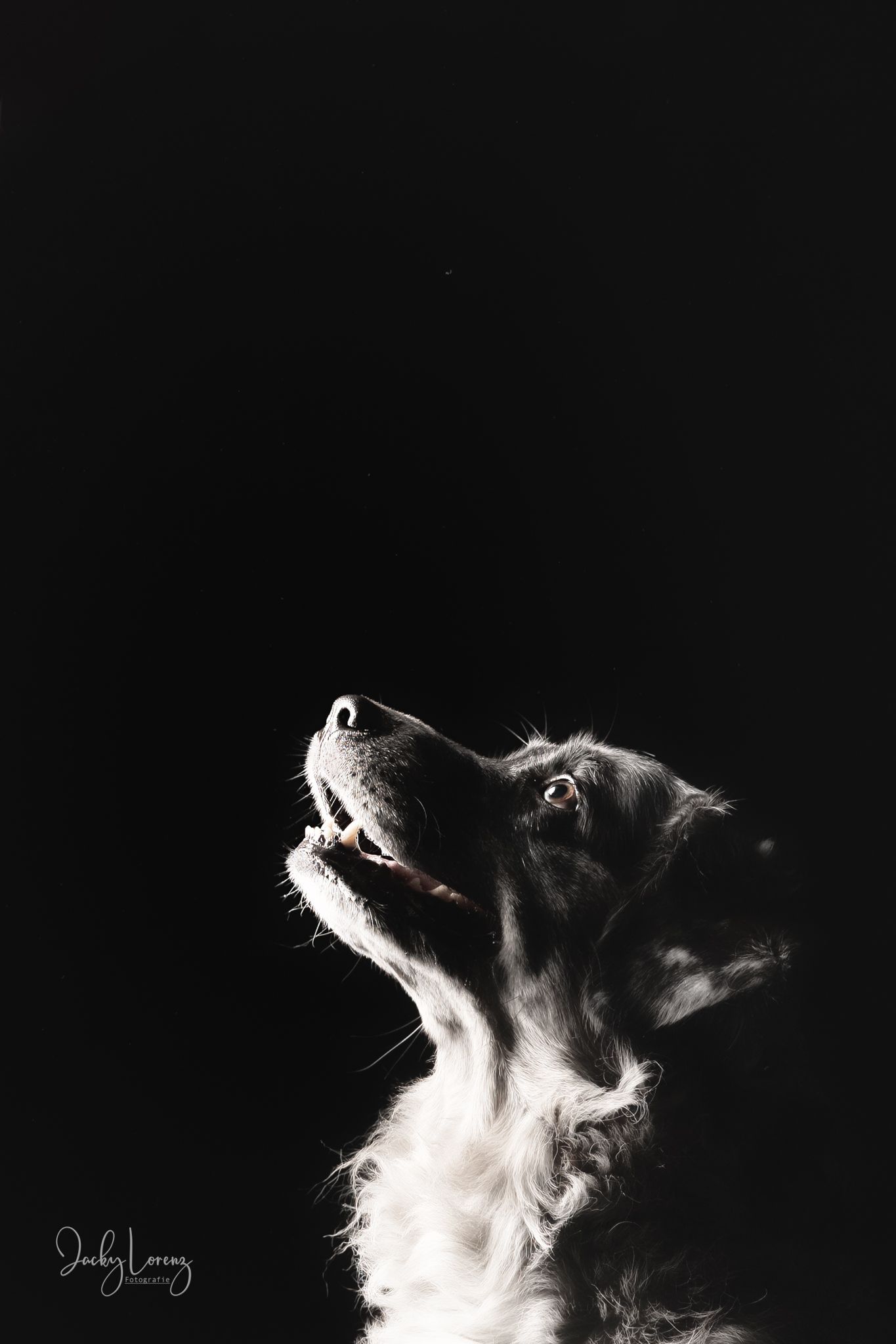 Hundeshooting, Hundefotografie Jacky Lorenz, Plaidt, Koblenz, Neuwied, Westerwald und Umgebung