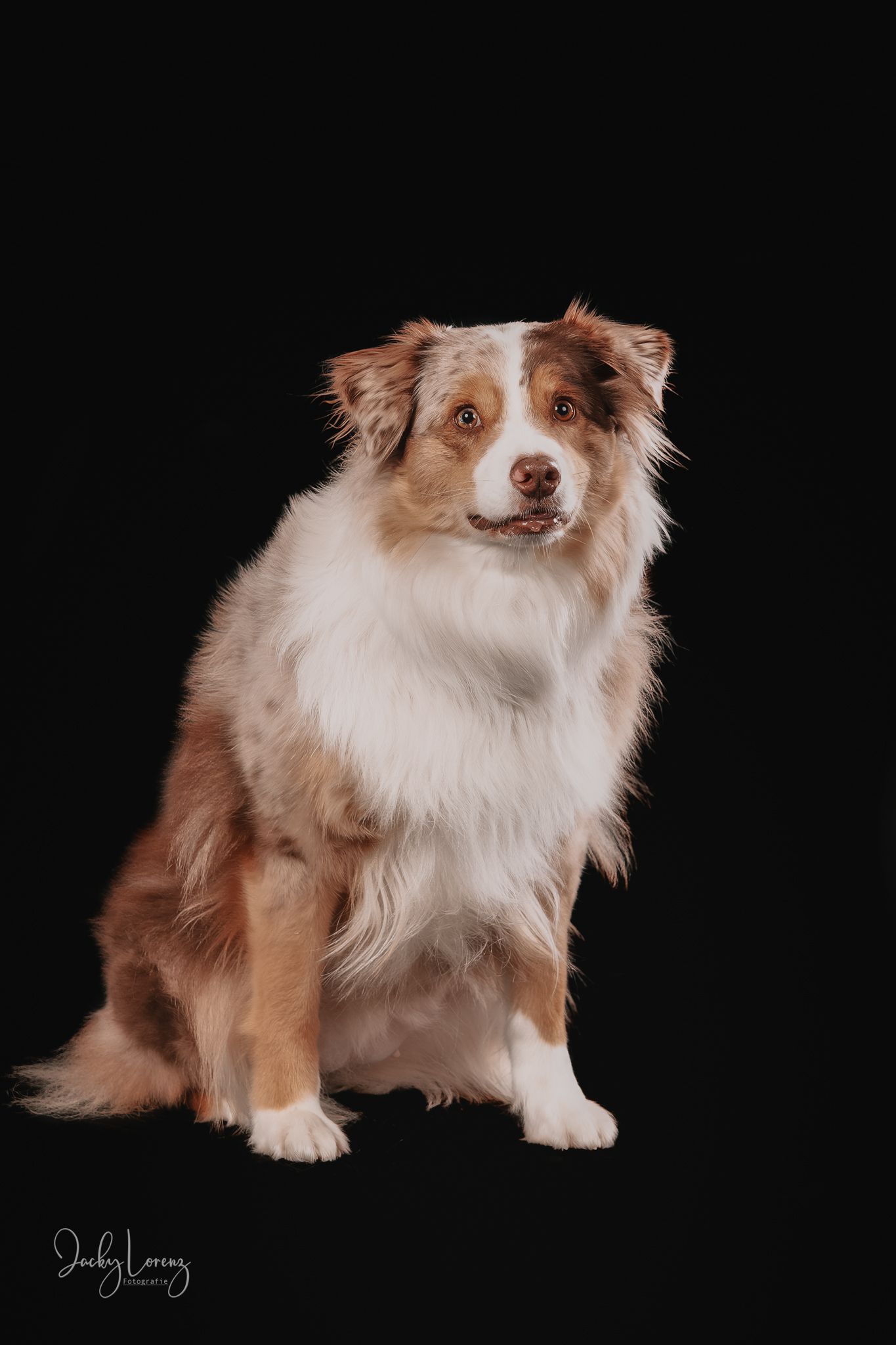 Australian Shepherd Portrait, Hundefotografie Jacky Lorenz Fotografie, Plaidt, Koblenz und Umgebung