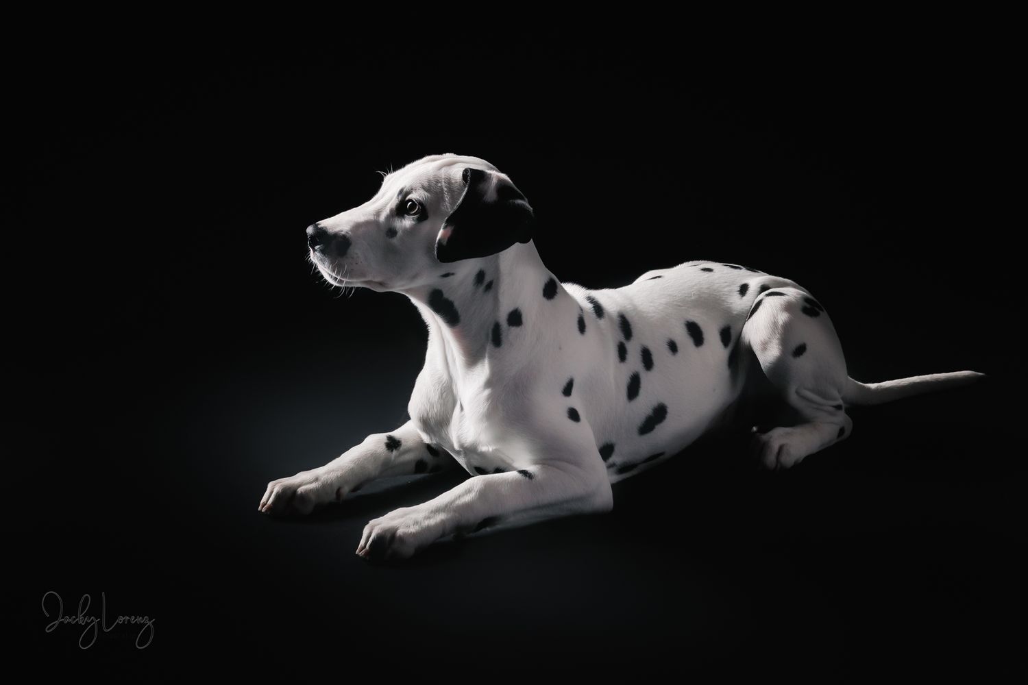 Dalmatiner, Hundeshooting, Hundefotografie Jacky Lorenz, Plaidt, Koblenz, Neuwied, Westerwald und Umgebung