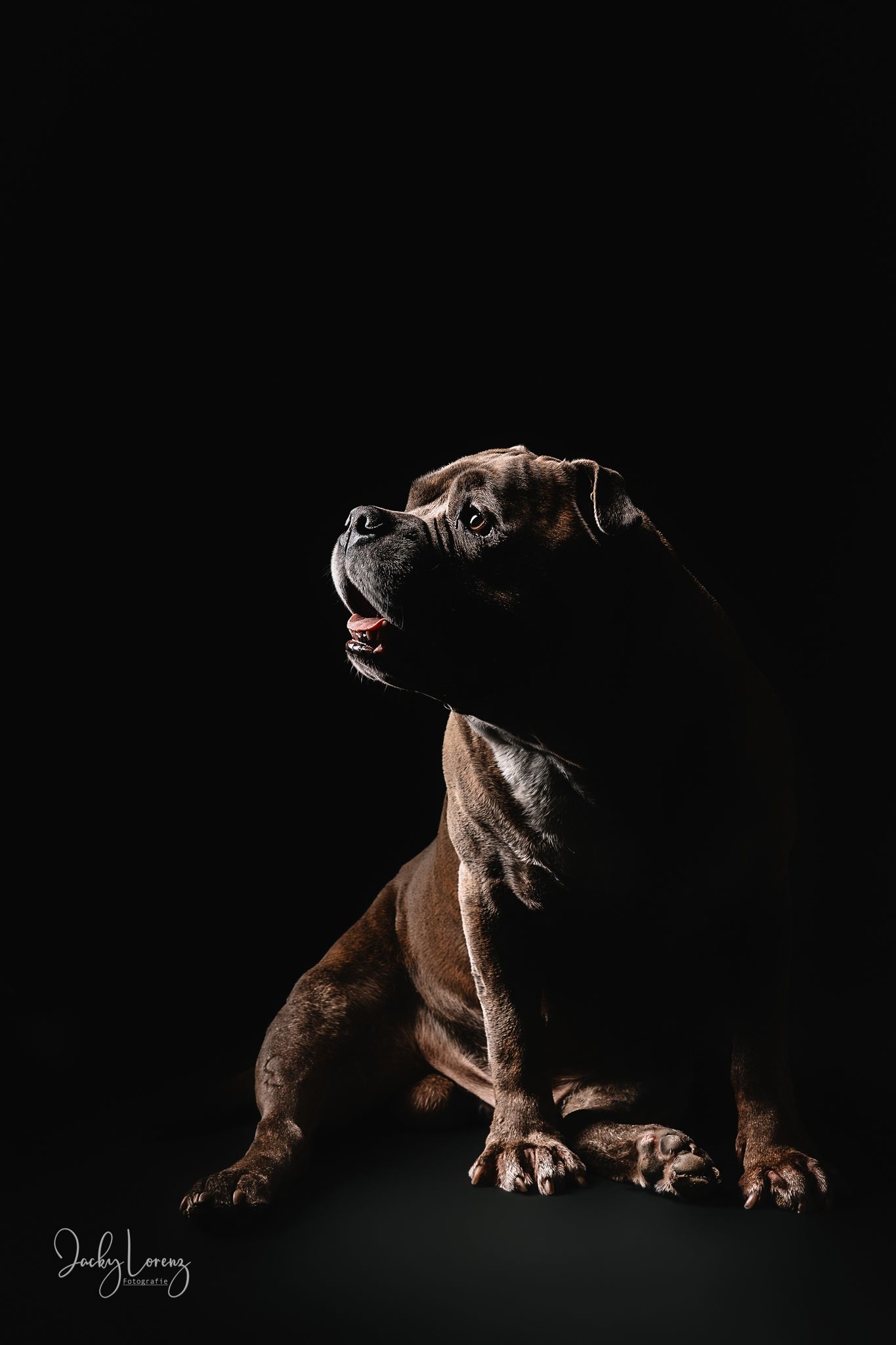 Bullmastiff, Mischling, Hundeshooting, Hundefotografie Jacky Lorenz, Plaidt, Koblenz, Neuwied, Westerwald und Umgebung
