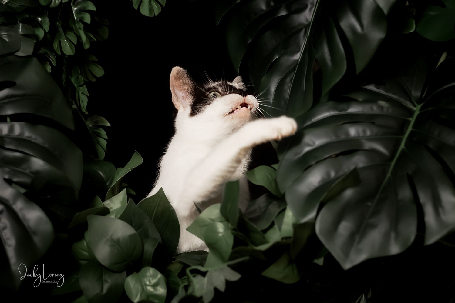 Katzenshooting, Katzenfotografie Jacky Lorenz, Plaidt, Koblenz, Neuwied, Westerwald und Umgebung