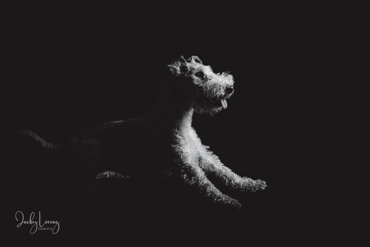 Fox Terrier, Hundeshooting, Hundefotografie Jacky Lorenz, Plaidt, Koblenz, Neuwied, Westerwald und Umgebung