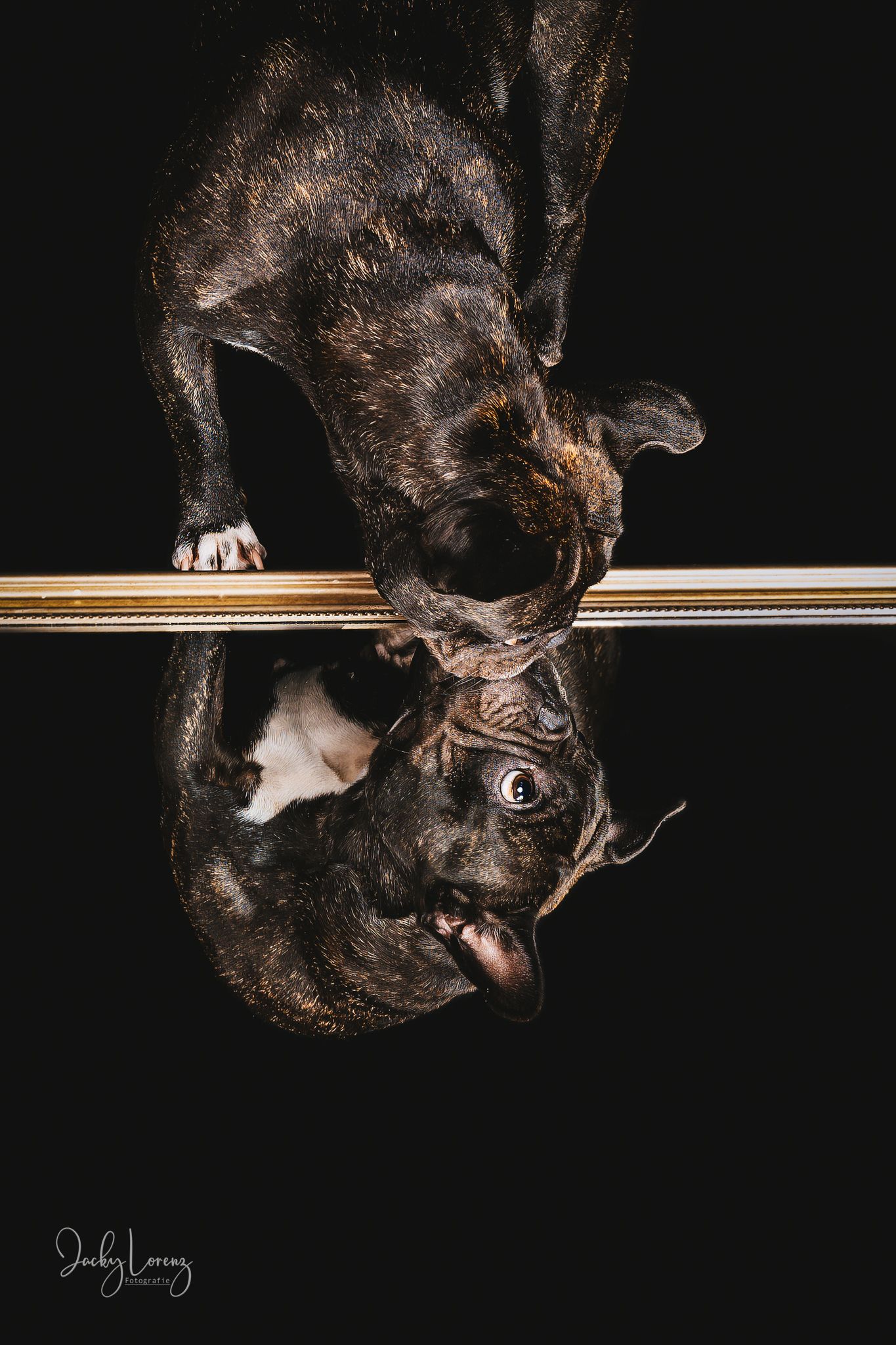 Französische Bulldogge, Hundeshooting, Hundefotografie Jacky Lorenz Fotografie, Plaidt, Koblenz und Umgebung