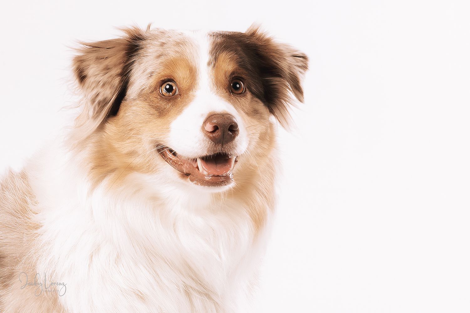 Australian Shepherd Portrait, Hundefotografie Jacky Lorenz Fotografie, Plaidt, Koblenz und Umgebung