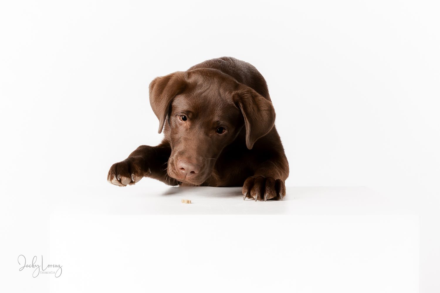 Chocolate Labrador,  Hundeshooting, Hundefotografie Jacky Lorenz Fotografie, Plaidt, Koblenz und Umgebung
