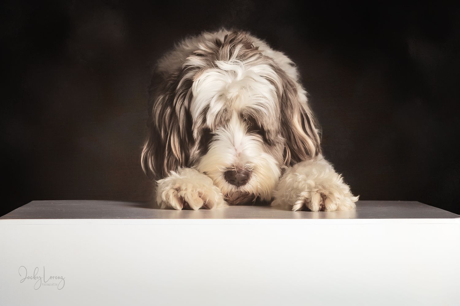 Hundeshooting, Hundefotografie Jacky Lorenz, Plaidt, Koblenz, Neuwied, Westerwald und Umgebung