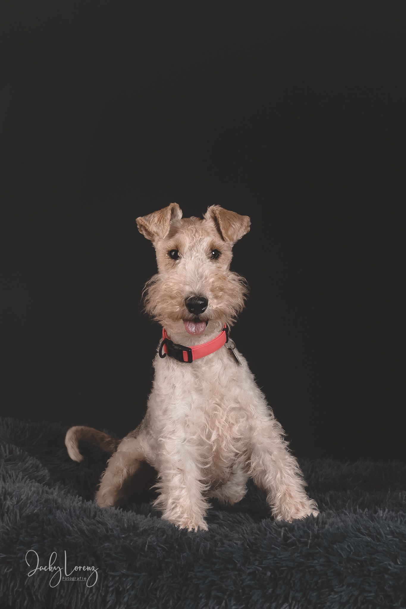 Fox Terrier, Hundeshooting, Hundefotografie Jacky Lorenz, Plaidt, Koblenz, Neuwied, Westerwald und Umgebung