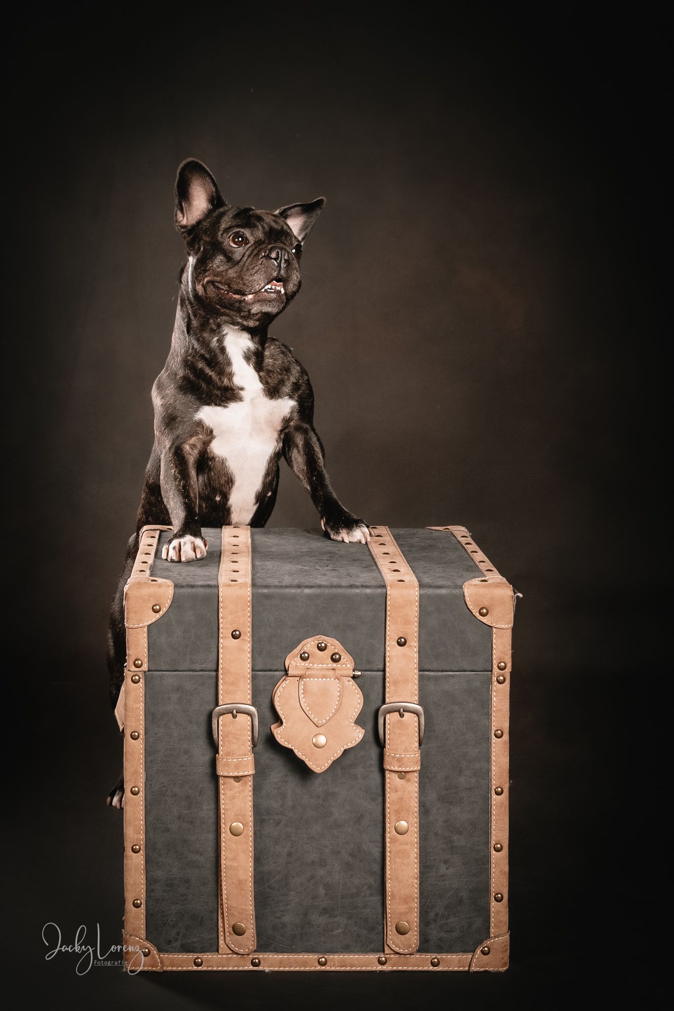 Französische Bulldogge, Hundeshooting, Hundefotografie Jacky Lorenz Fotografie, Plaidt, Koblenz und Umgebung