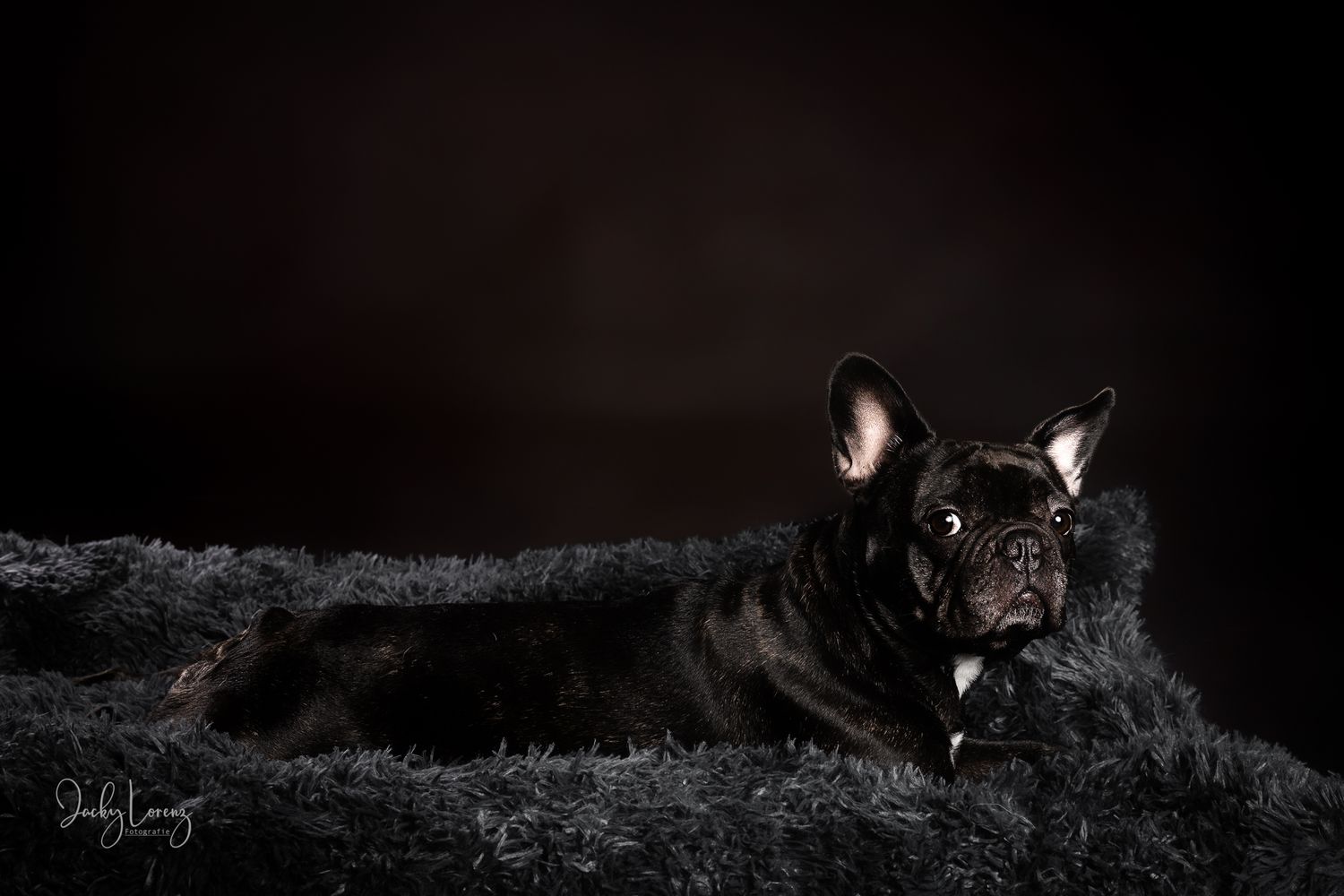 Französische Bulldogge, Hundeshooting, Hundefotografie Jacky Lorenz Fotografie, Plaidt, Koblenz und Umgebung
