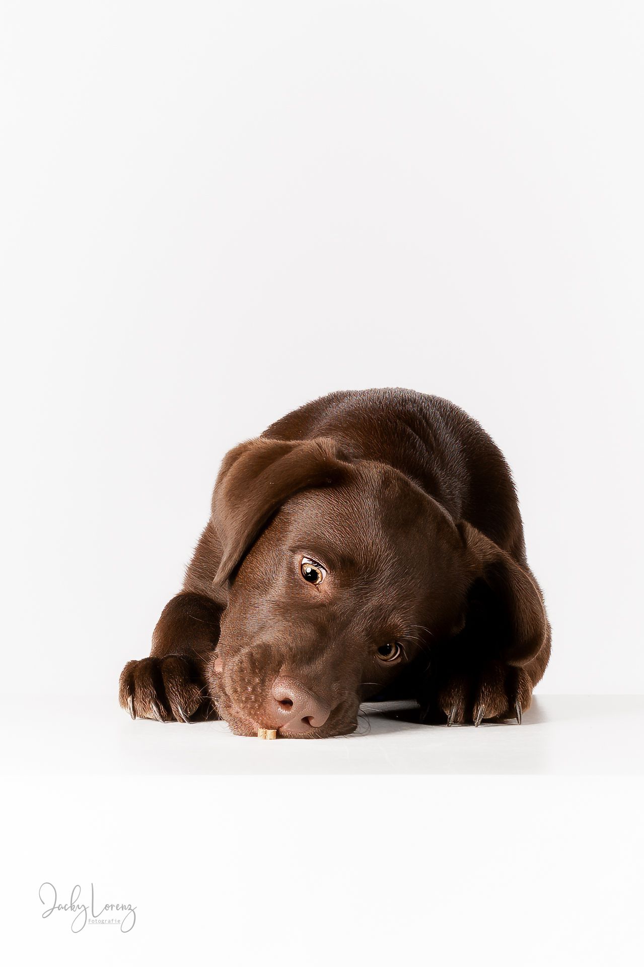 Chocolate Labrador,  Hundeshooting, Hundefotografie Jacky Lorenz Fotografie, Plaidt, Koblenz und Umgebung