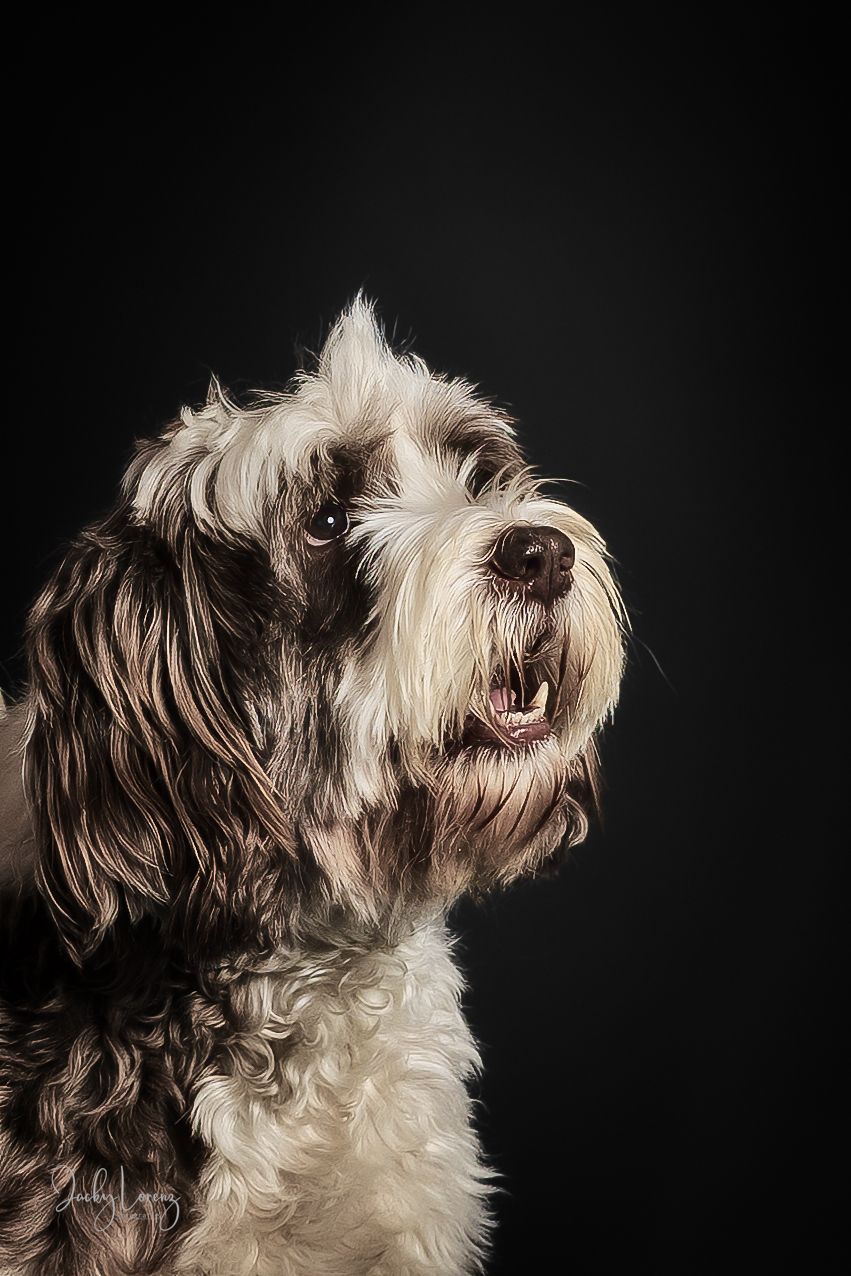 Hundeshooting, Hundefotografie Jacky Lorenz, Plaidt, Koblenz, Neuwied, Westerwald und Umgebung